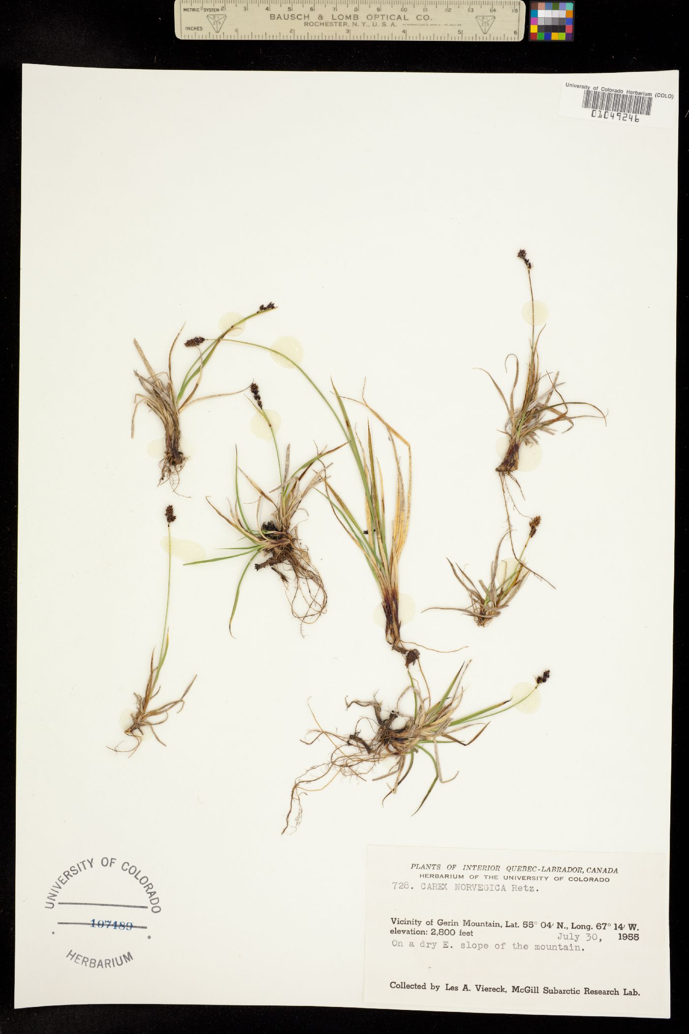 Carex norvegica image