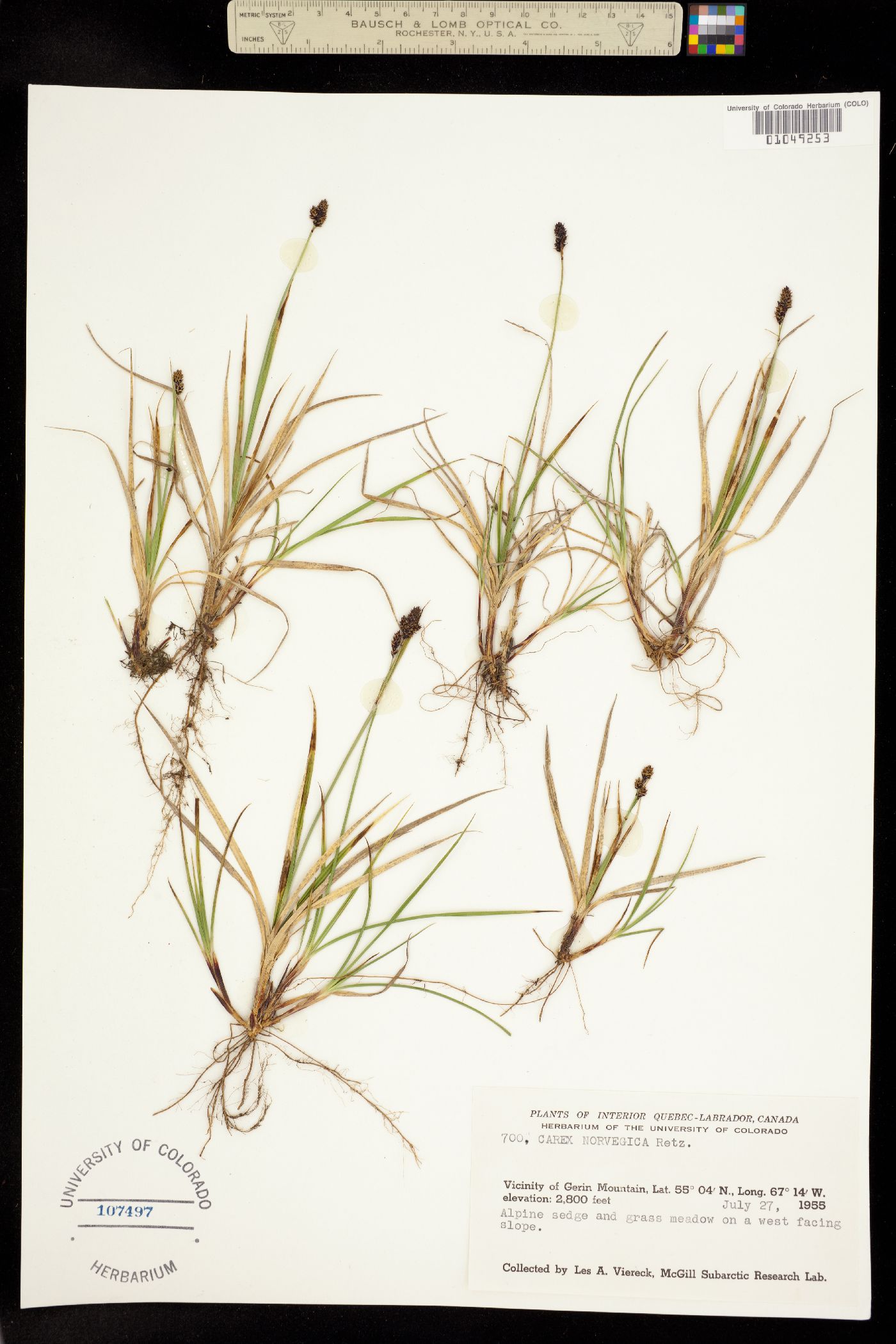 Carex norvegica image