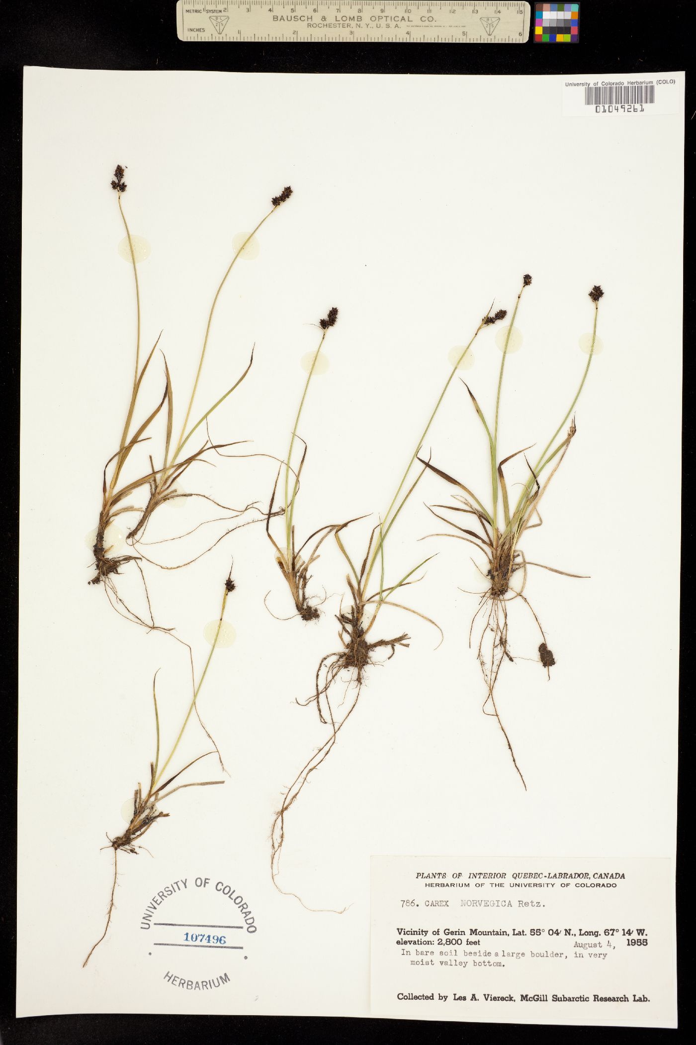 Carex norvegica image