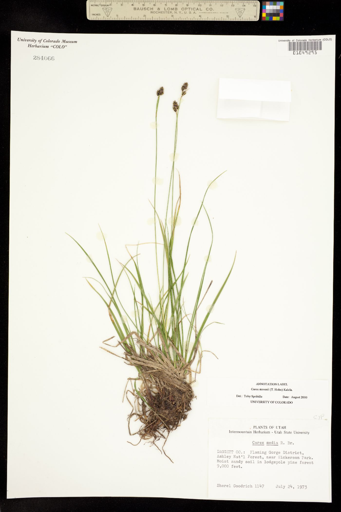 Carex stevenii image