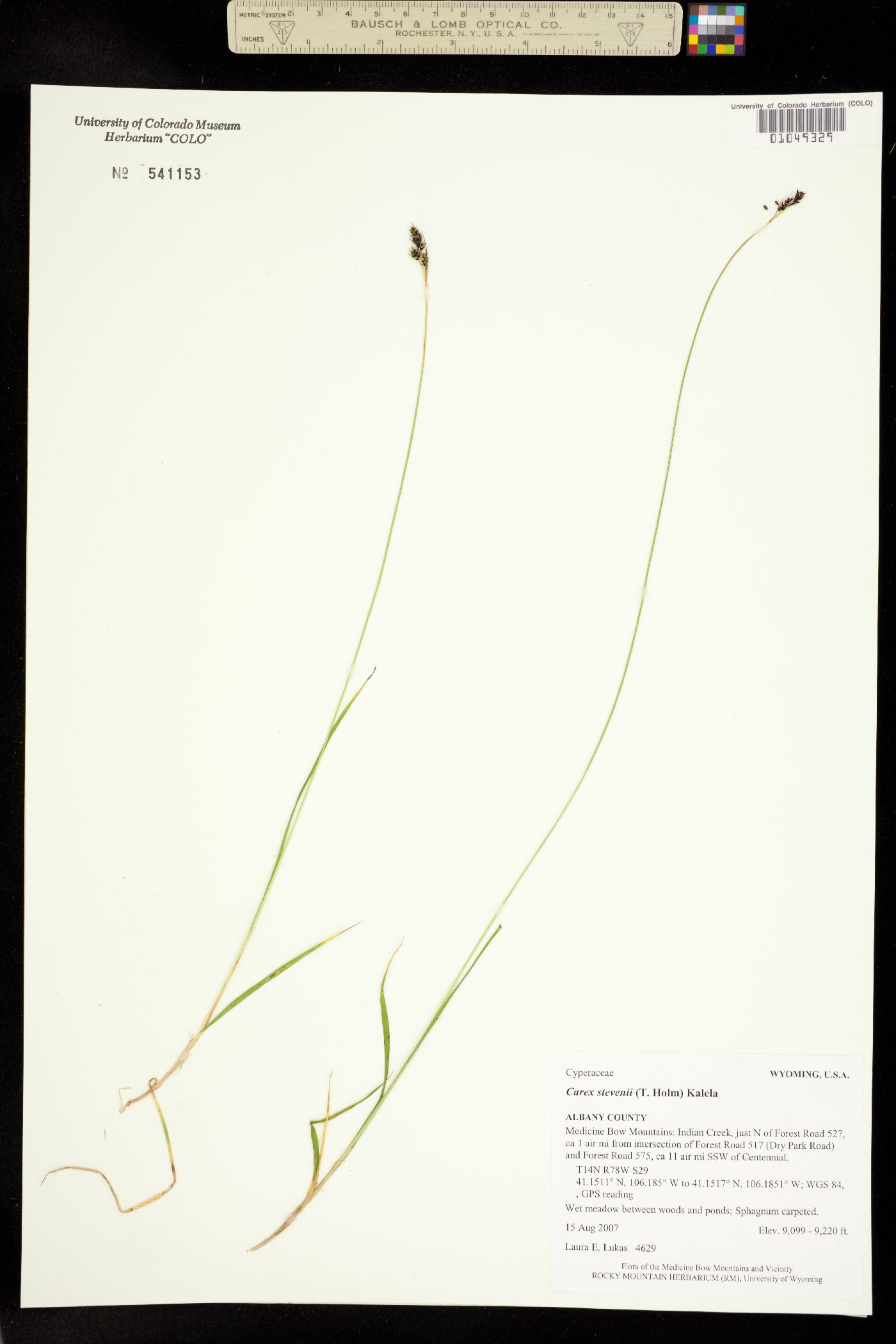 Carex stevenii image