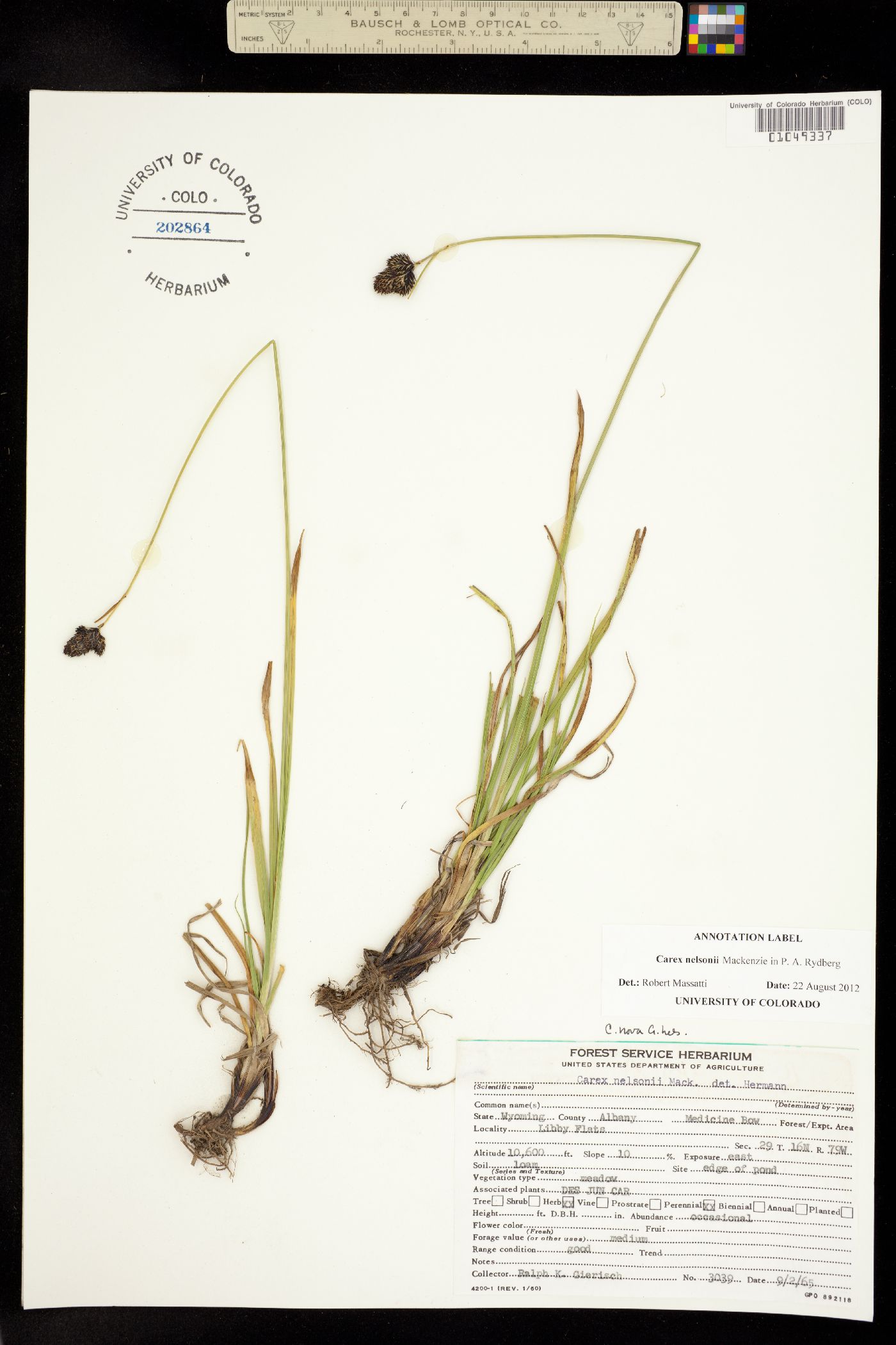 Carex nelsonii image