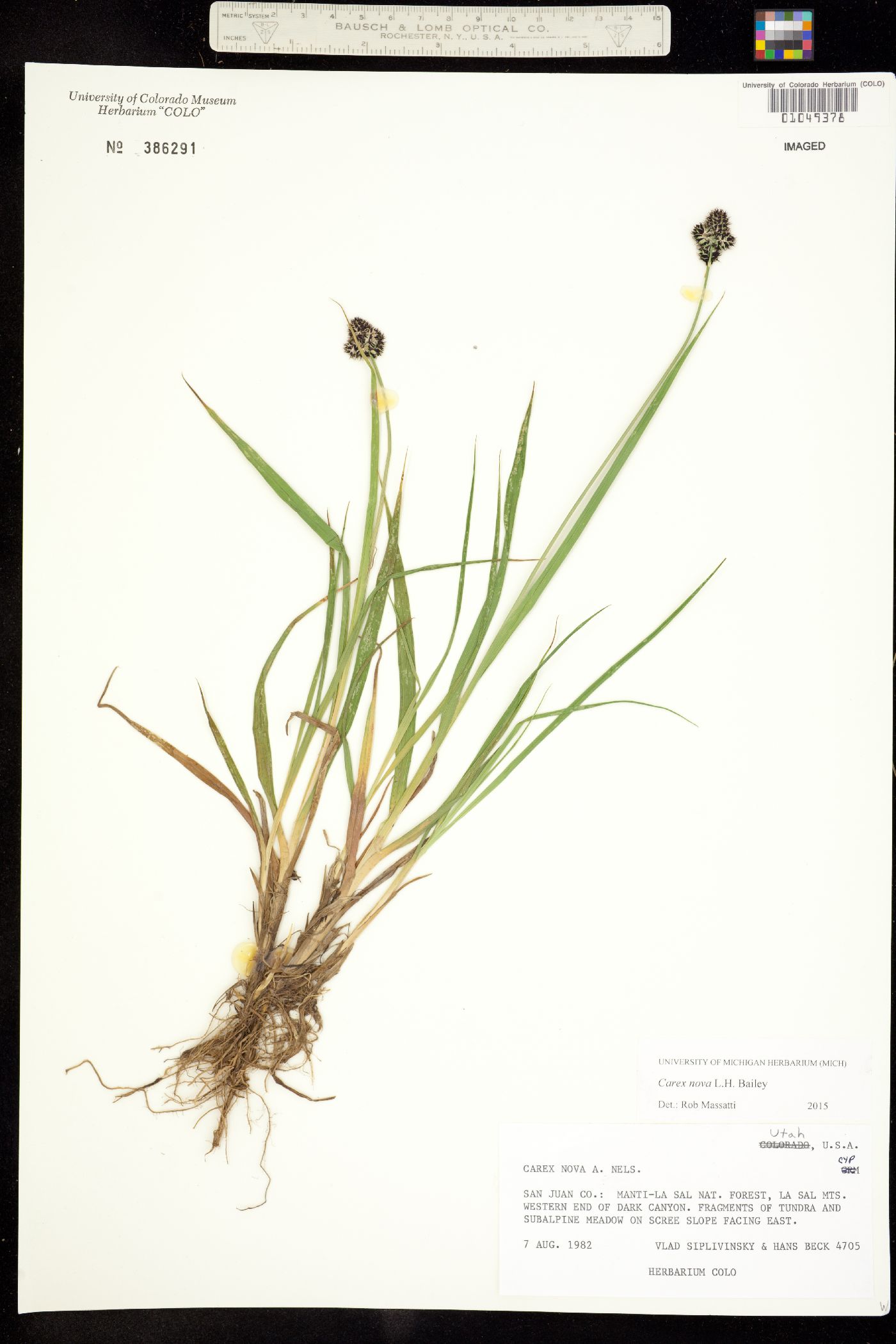Carex nova image