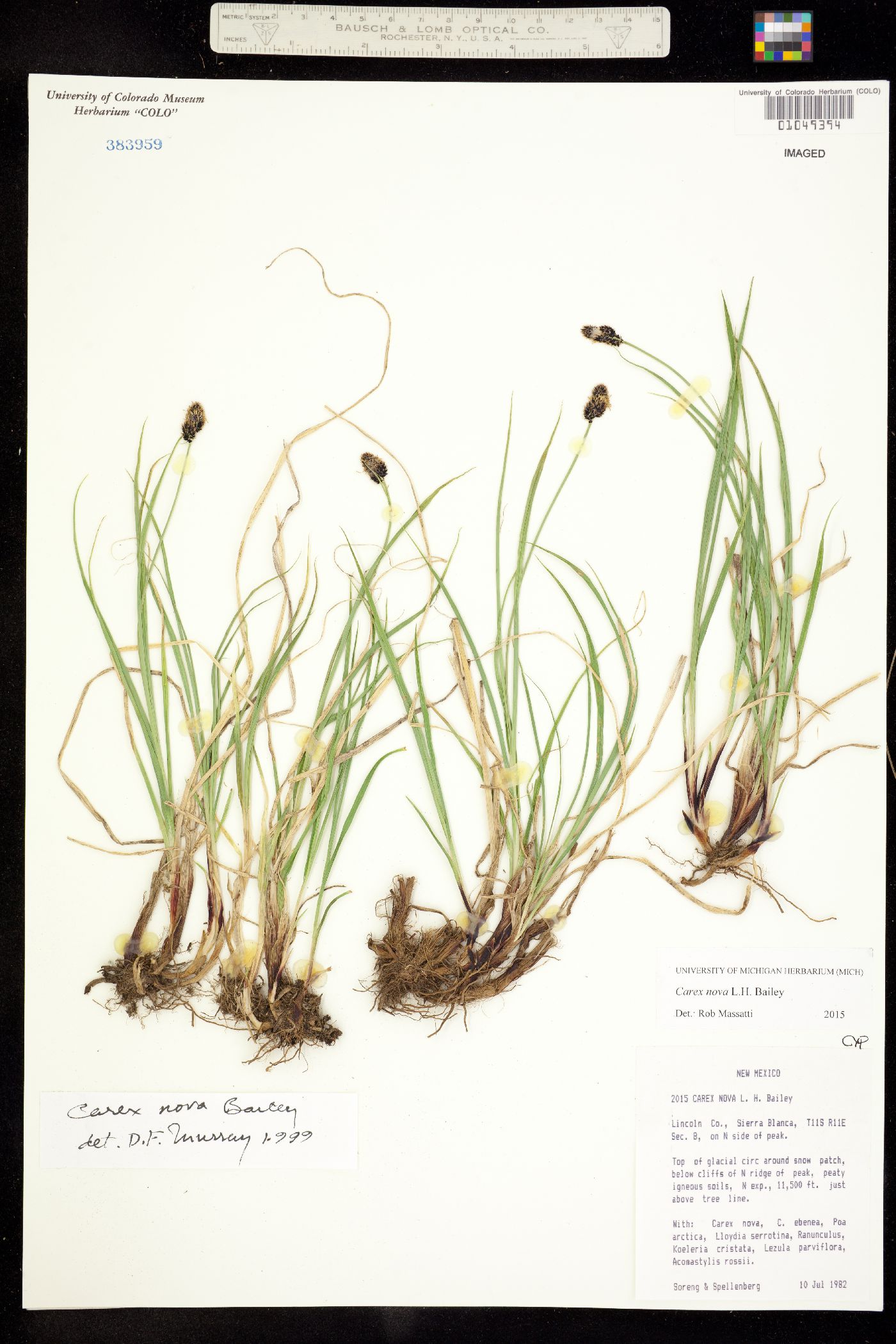 Carex nova image