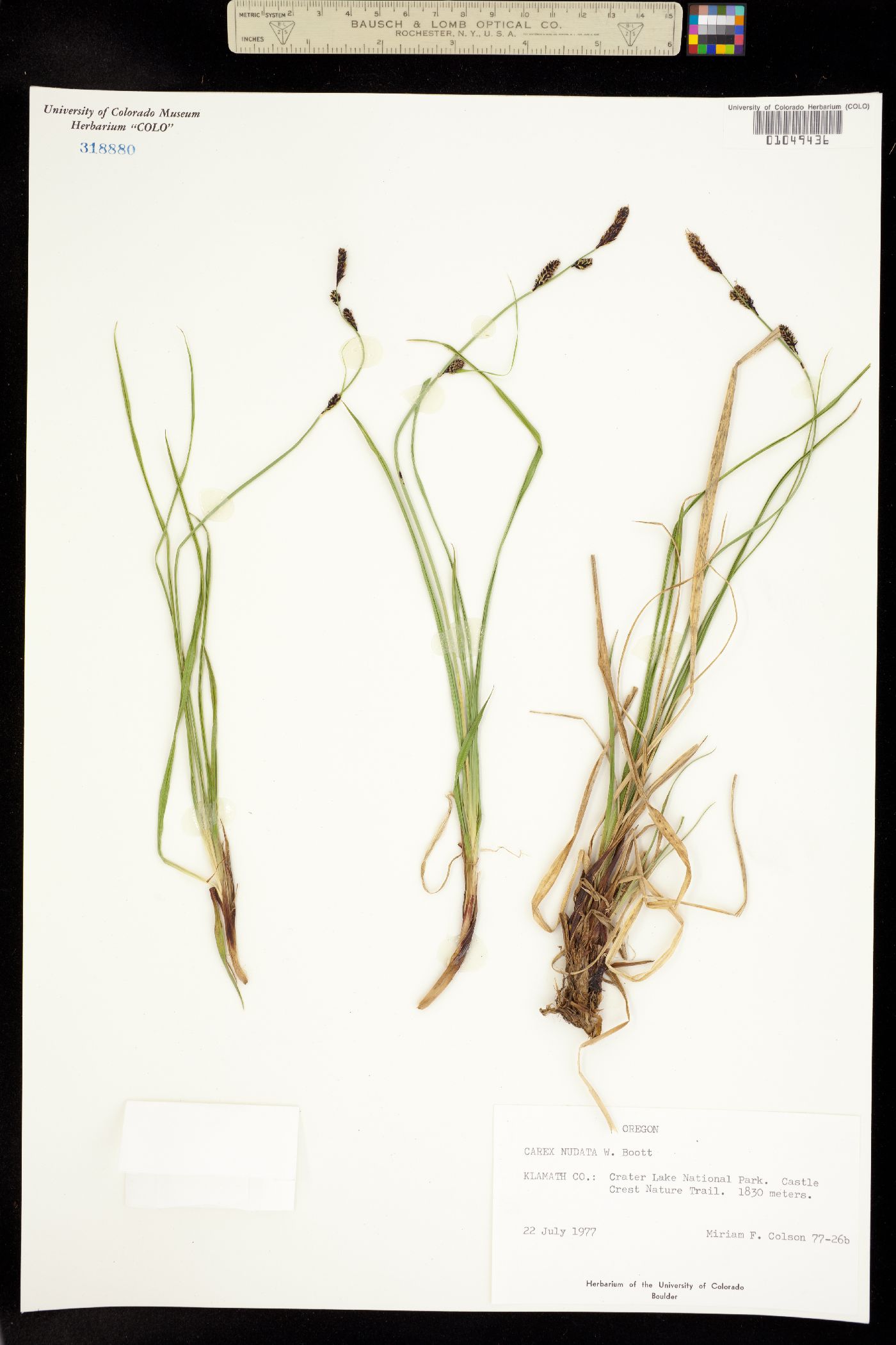 Carex nudata image