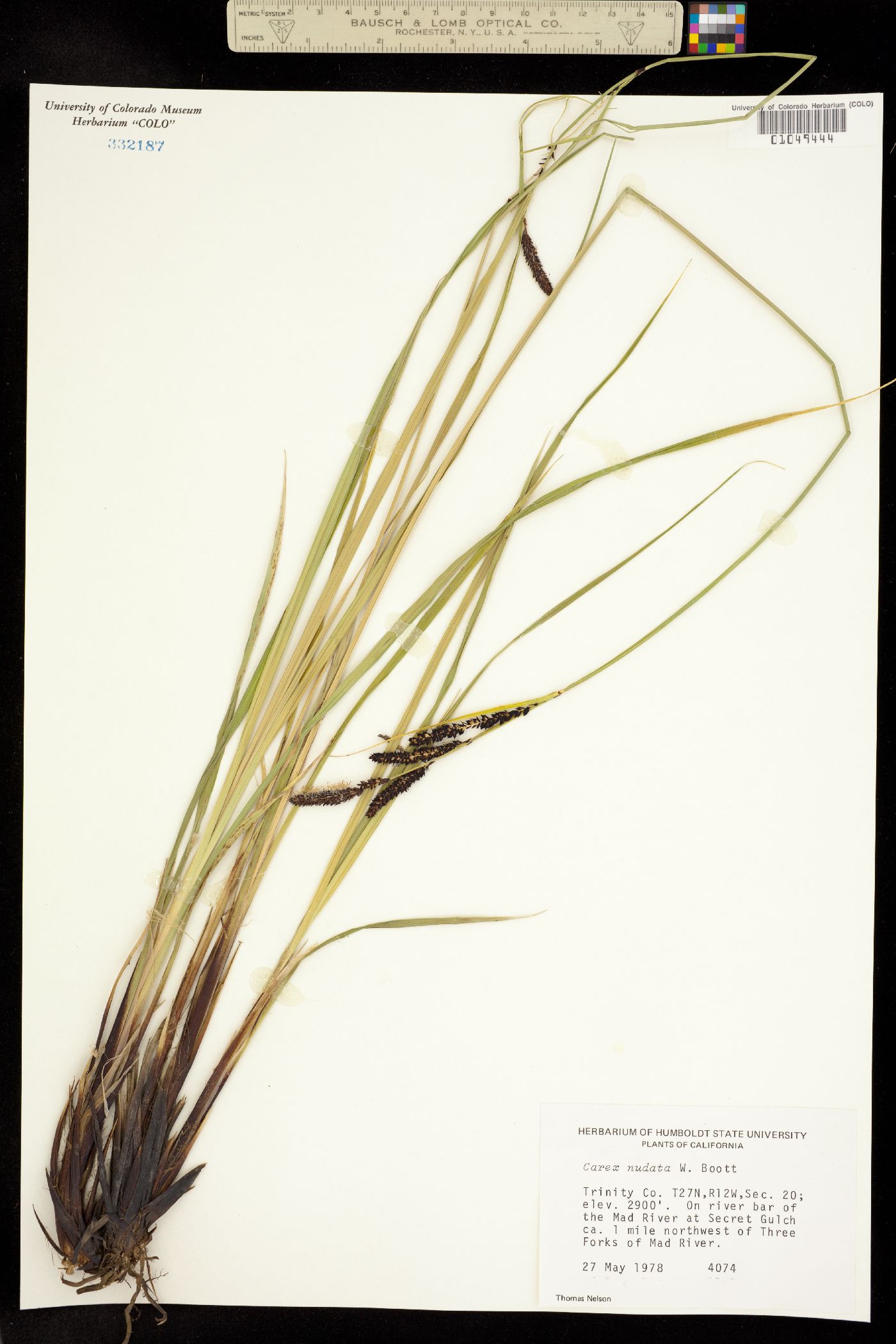 Carex nudata image