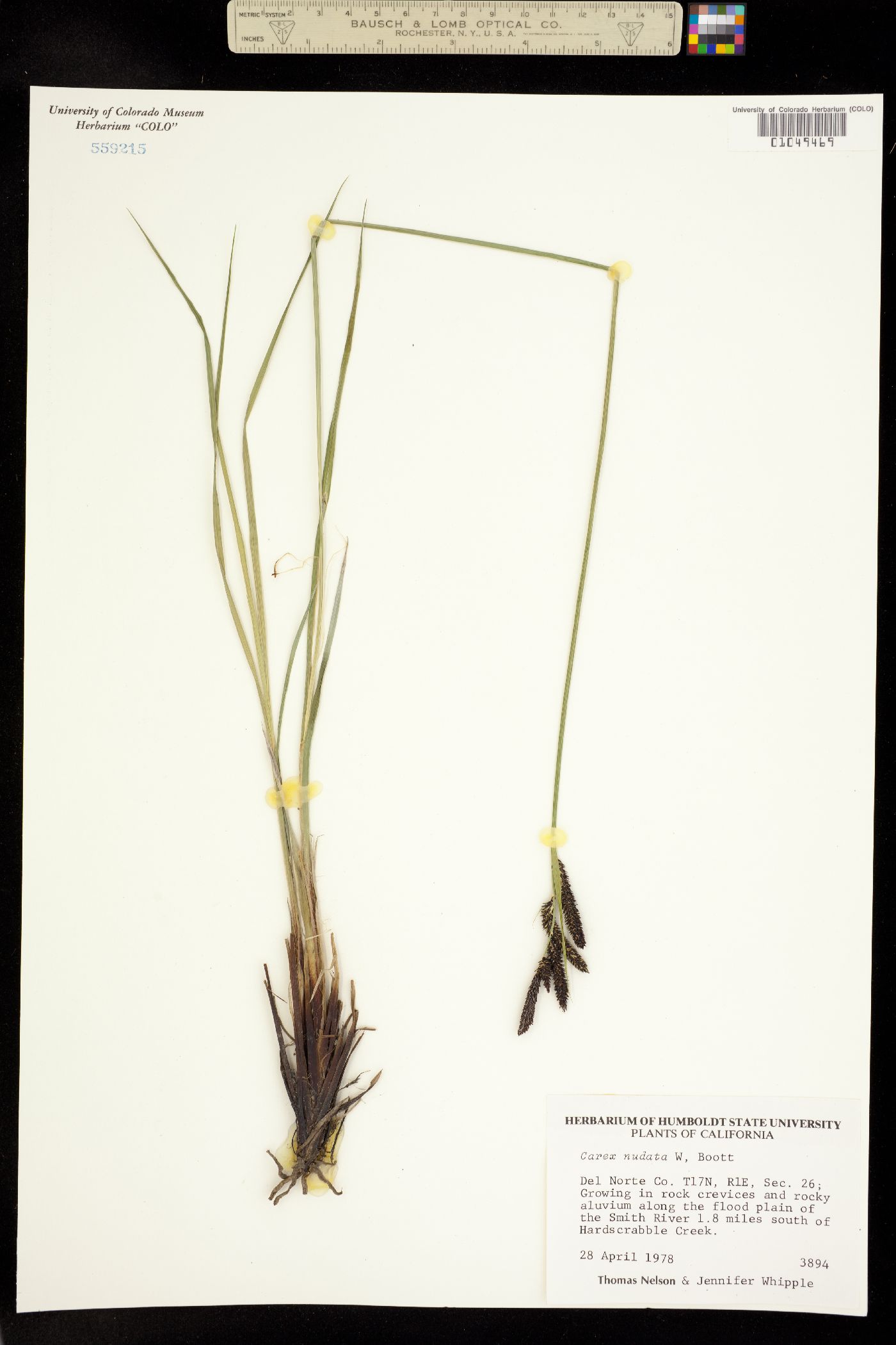 Carex nudata image