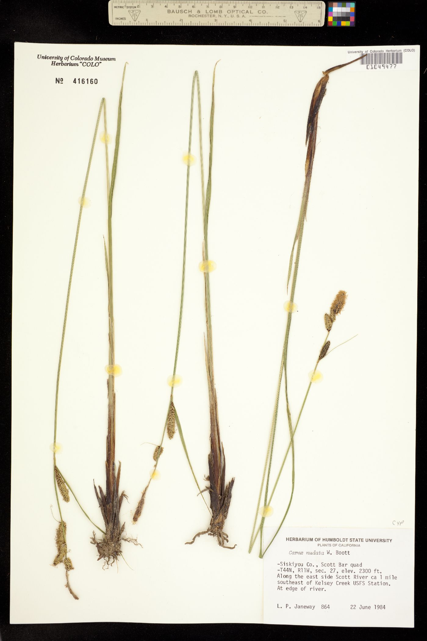 Carex nudata image