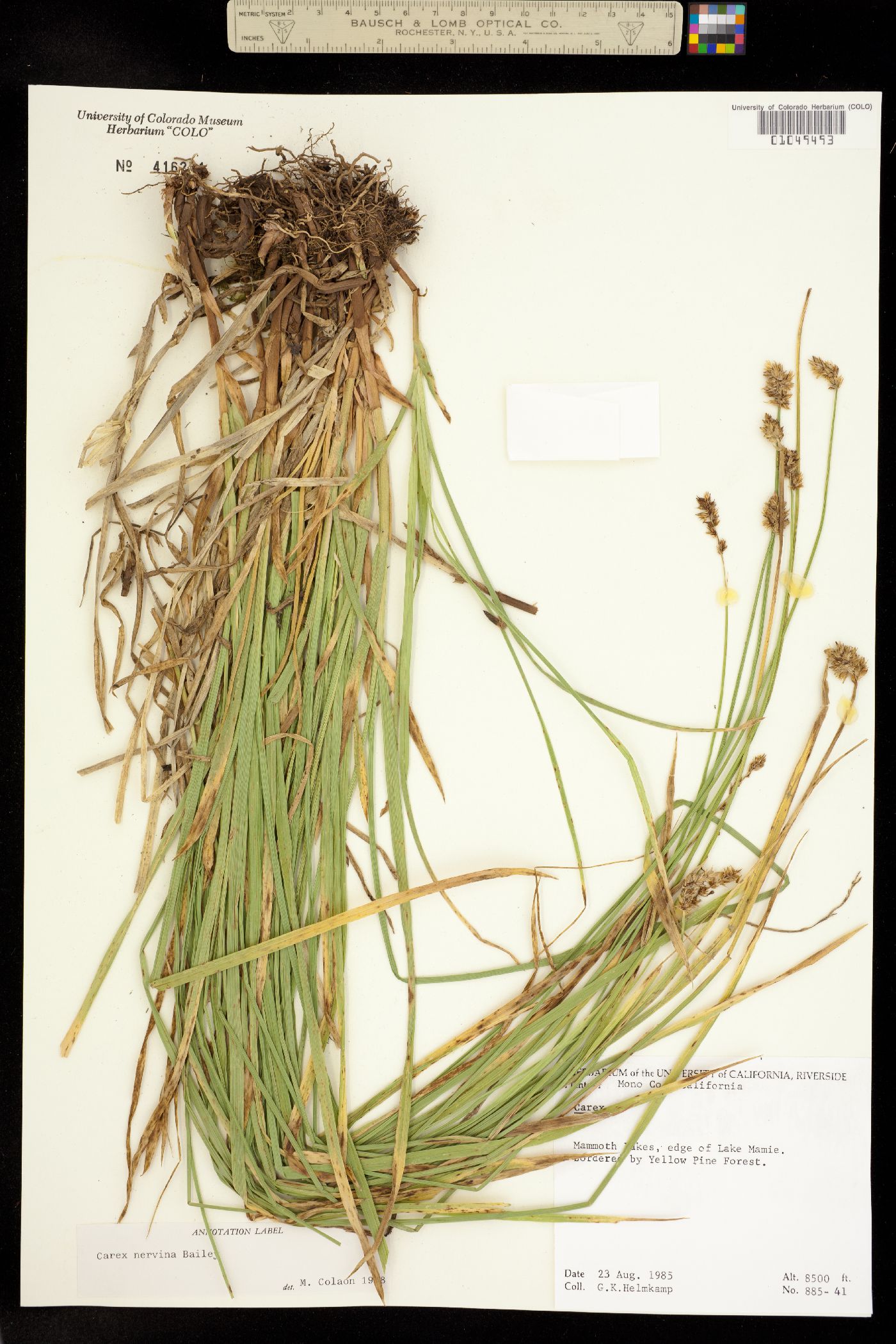 Carex nervina image