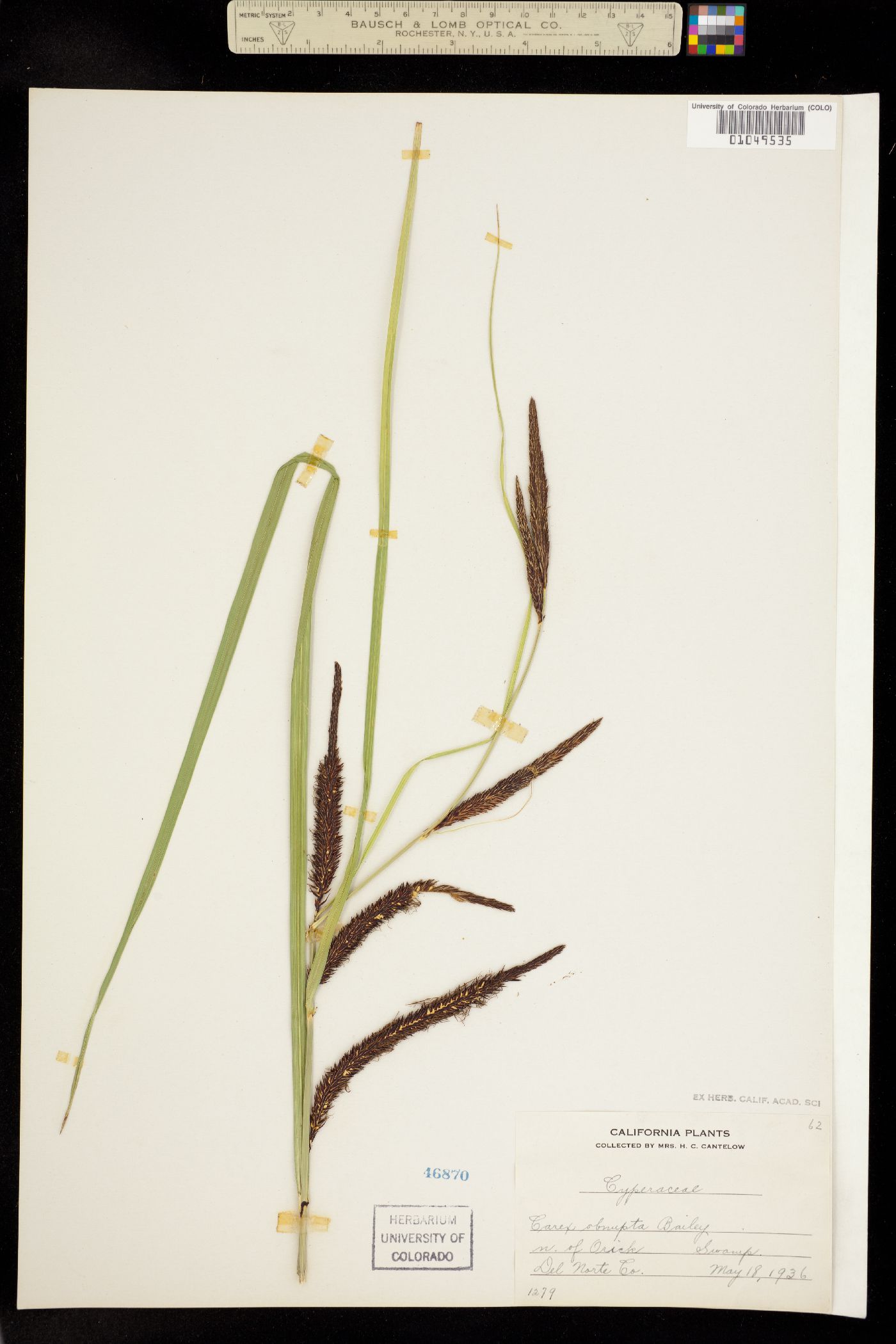 Carex obnupta image
