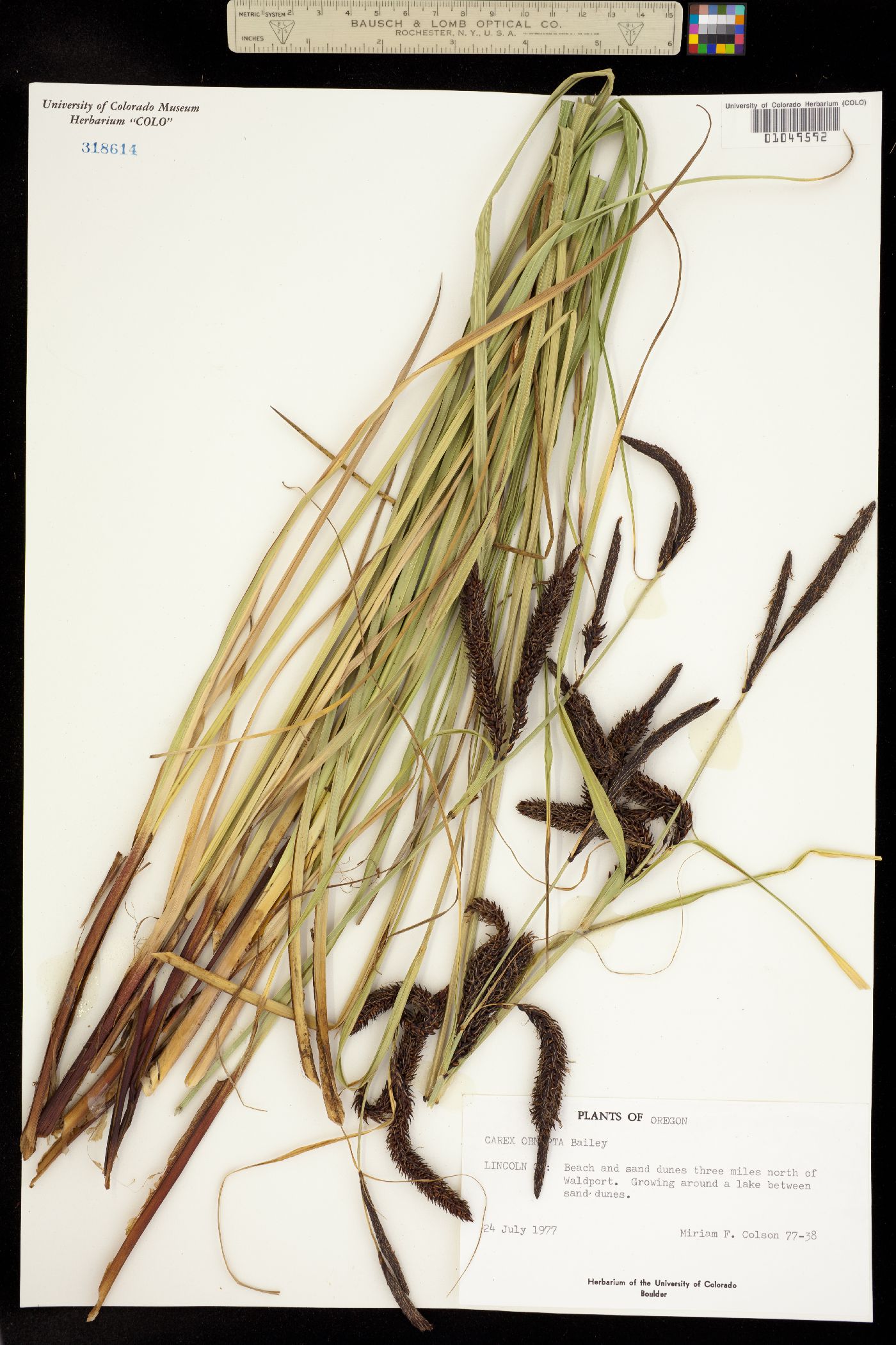 Carex obnupta image