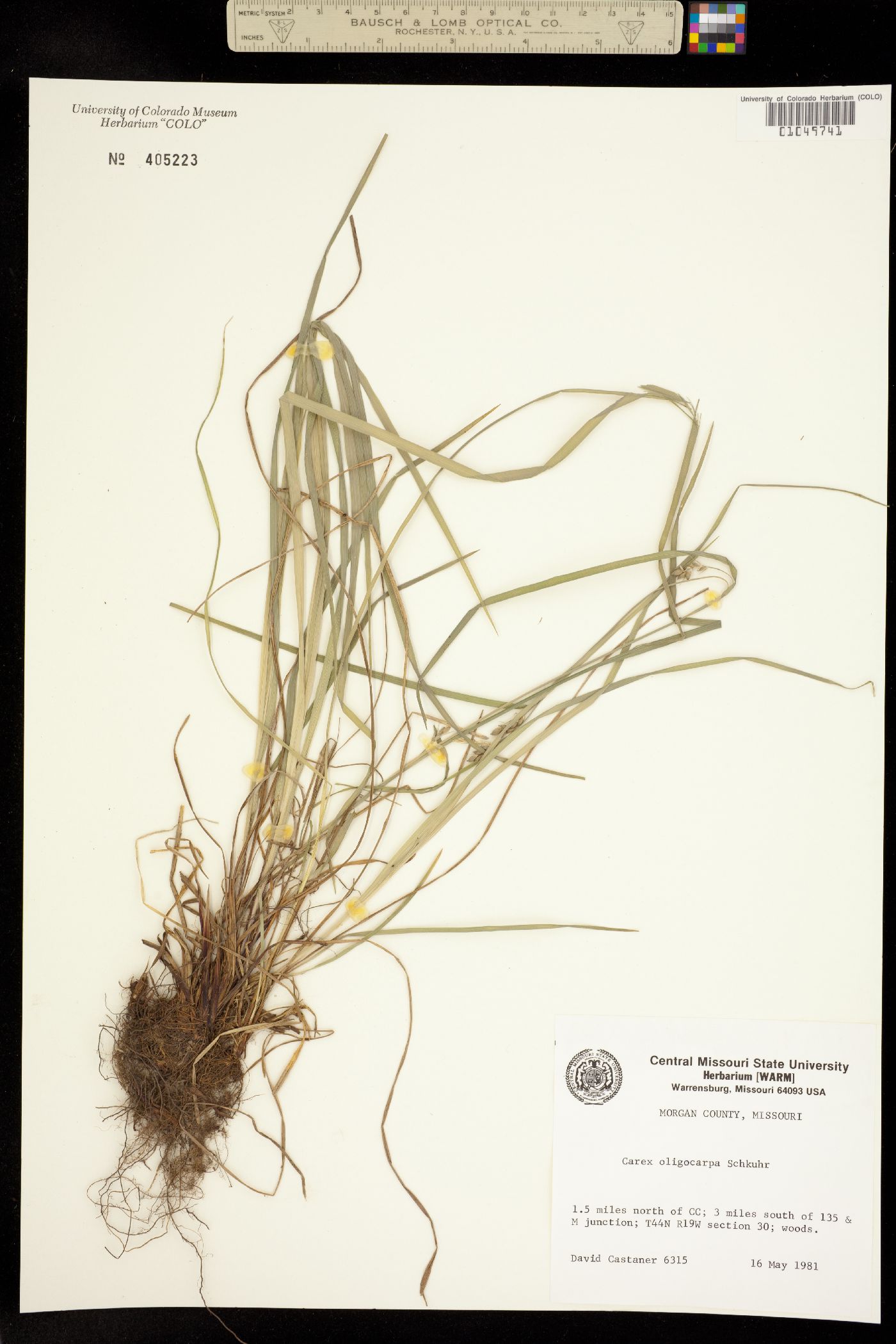 Carex oligocarpa image