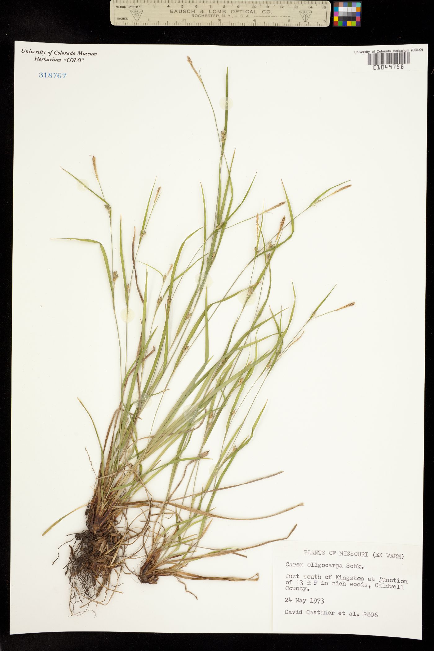 Carex oligocarpa image