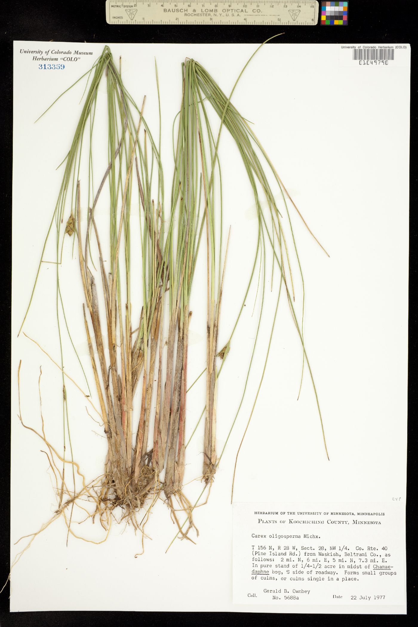 Carex oligosperma image