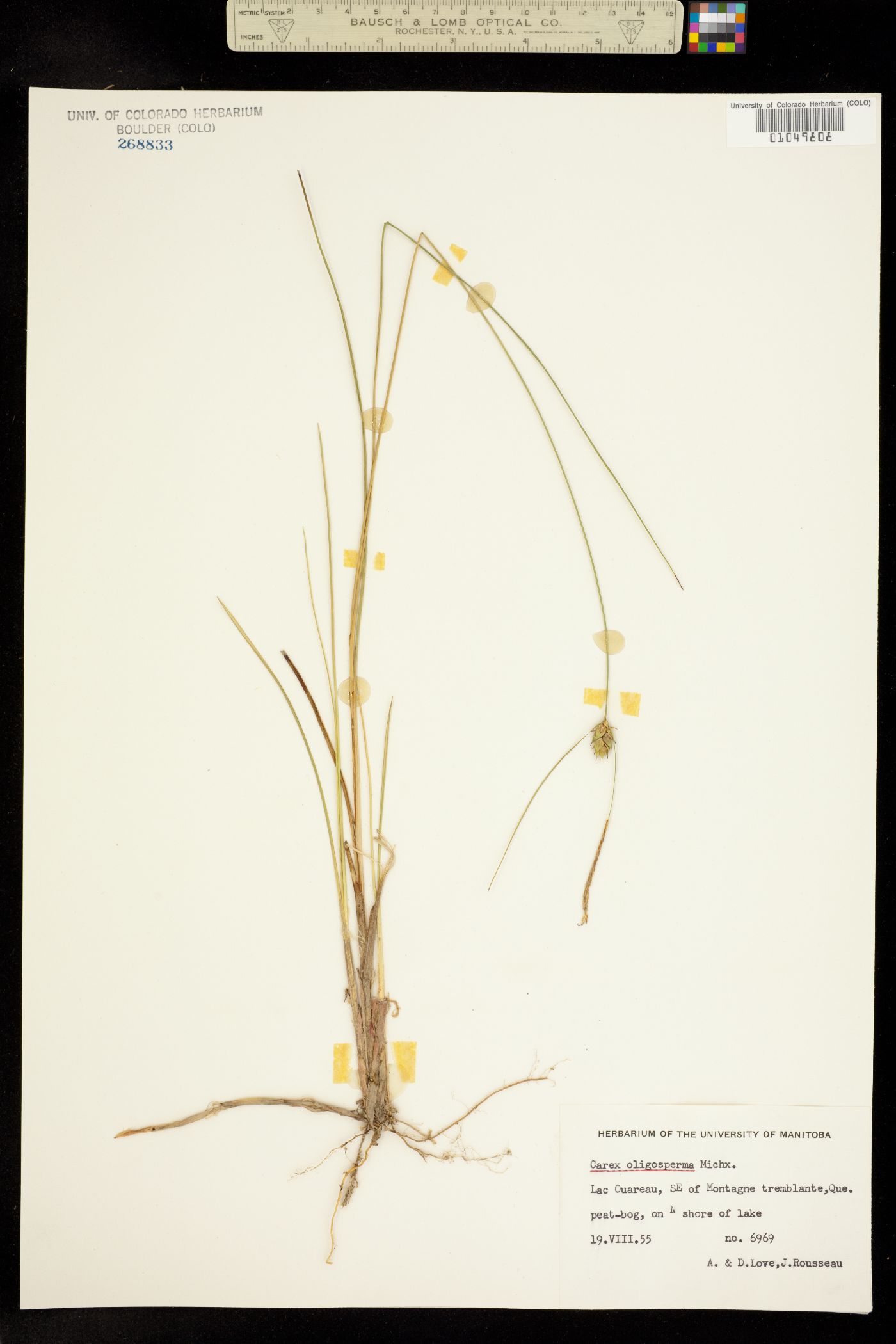 Carex oligosperma image