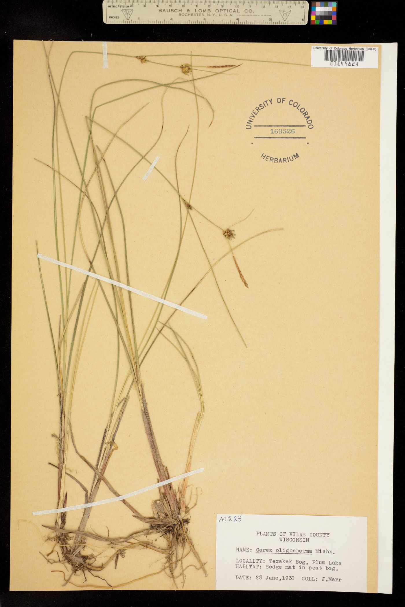 Carex oligosperma image