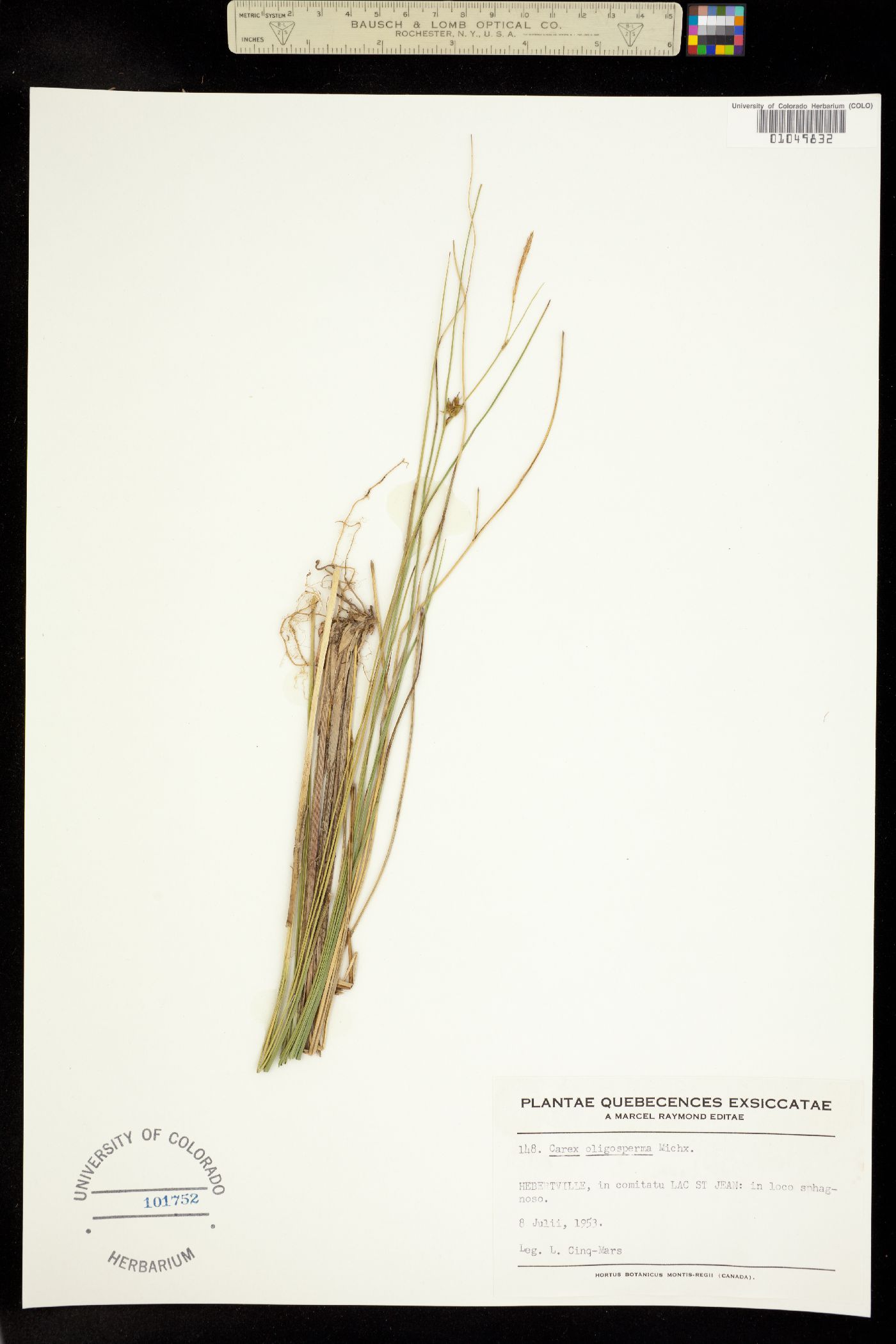 Carex oligosperma image