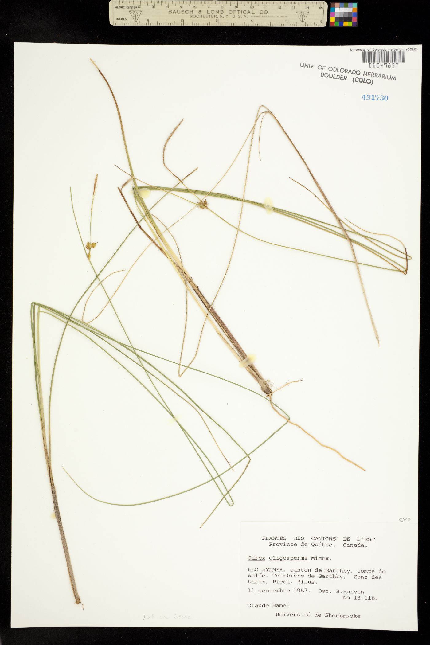 Carex oligosperma image