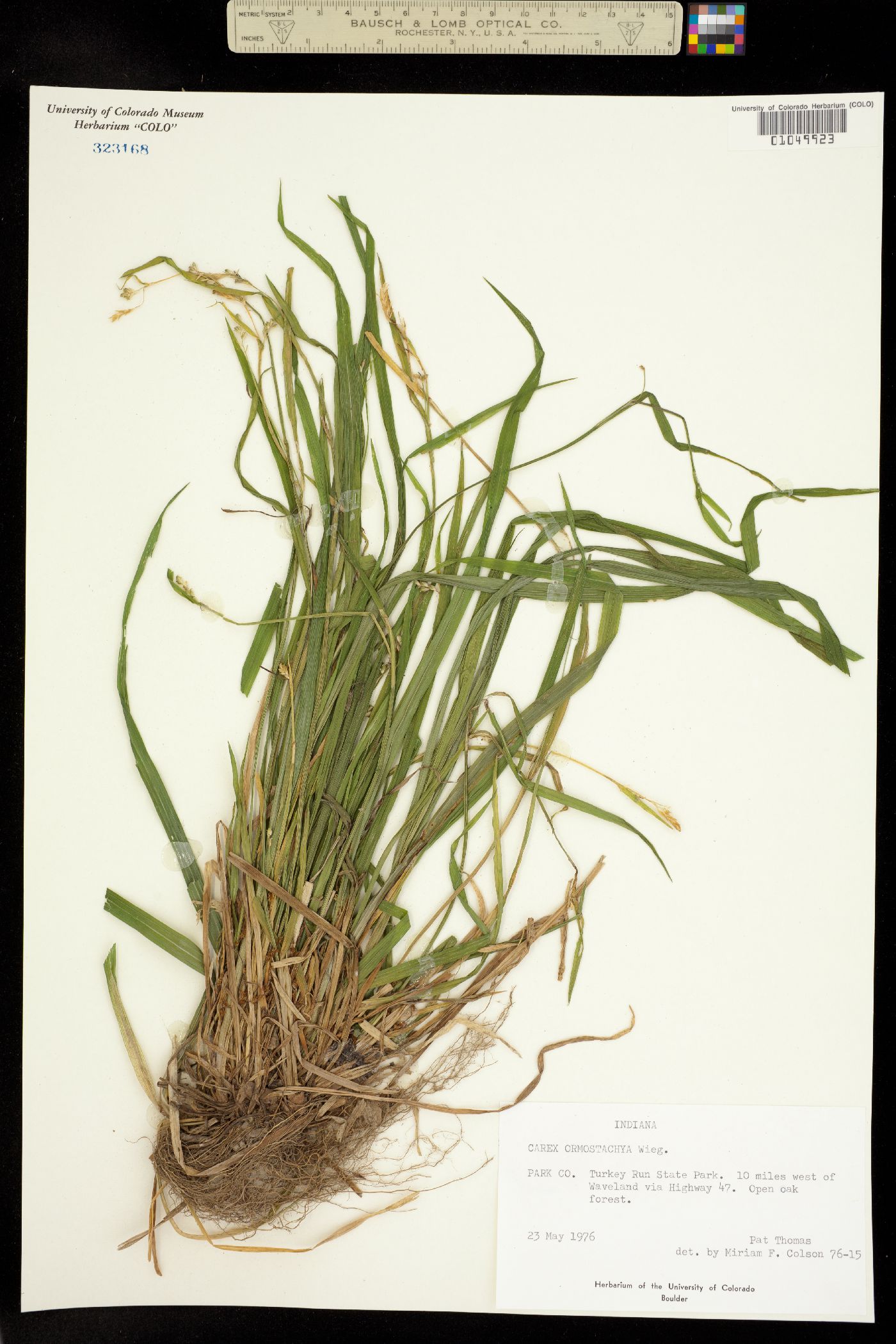 Carex ormostachya image