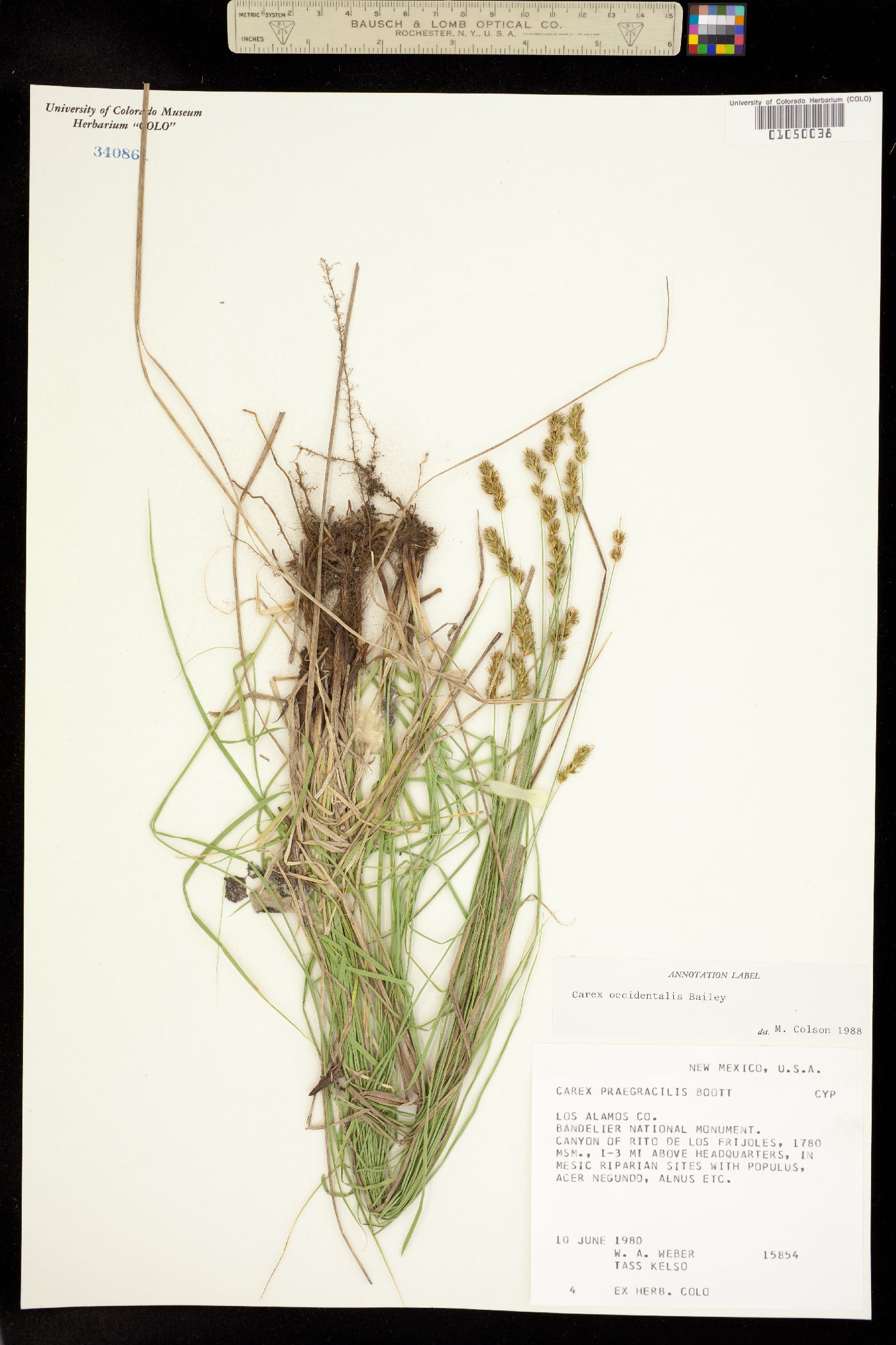 Carex occidentalis image