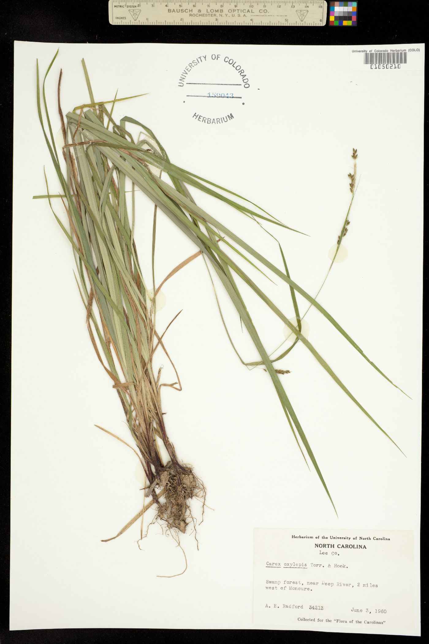 Carex oxylepis image