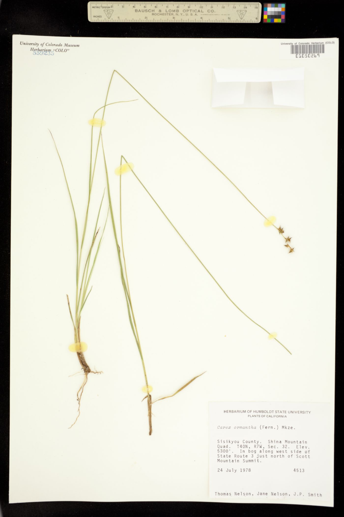 Carex echinata image