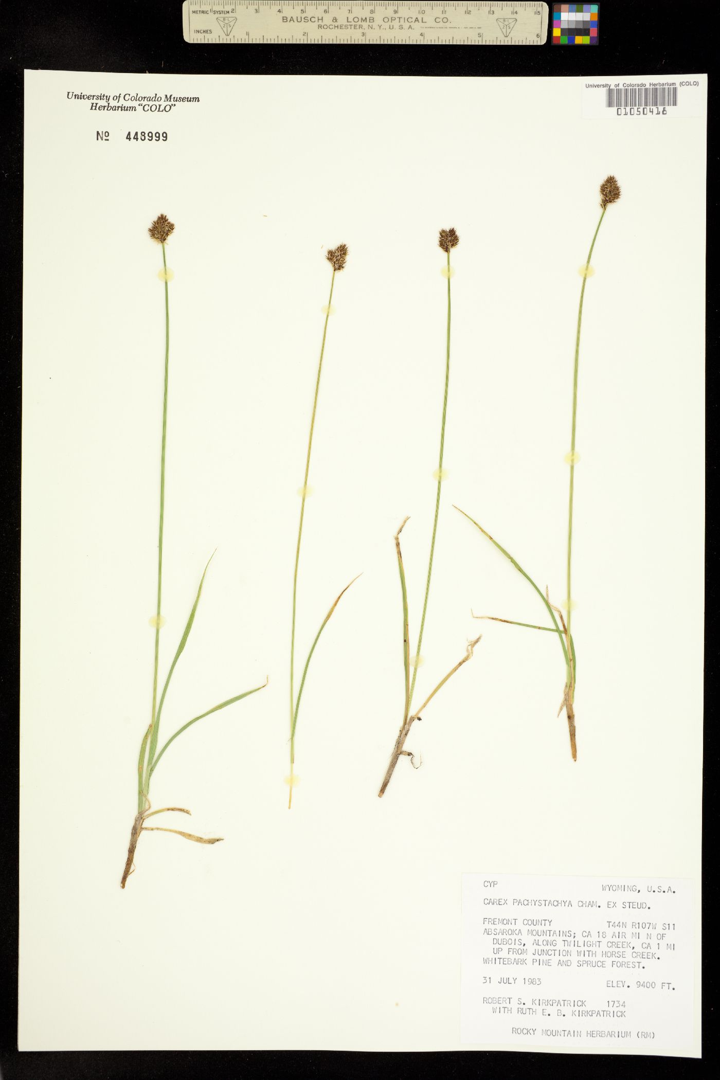 Carex pachystachya image