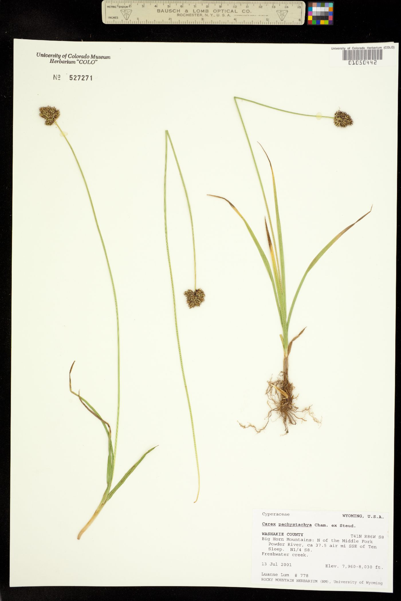 Carex pachystachya image