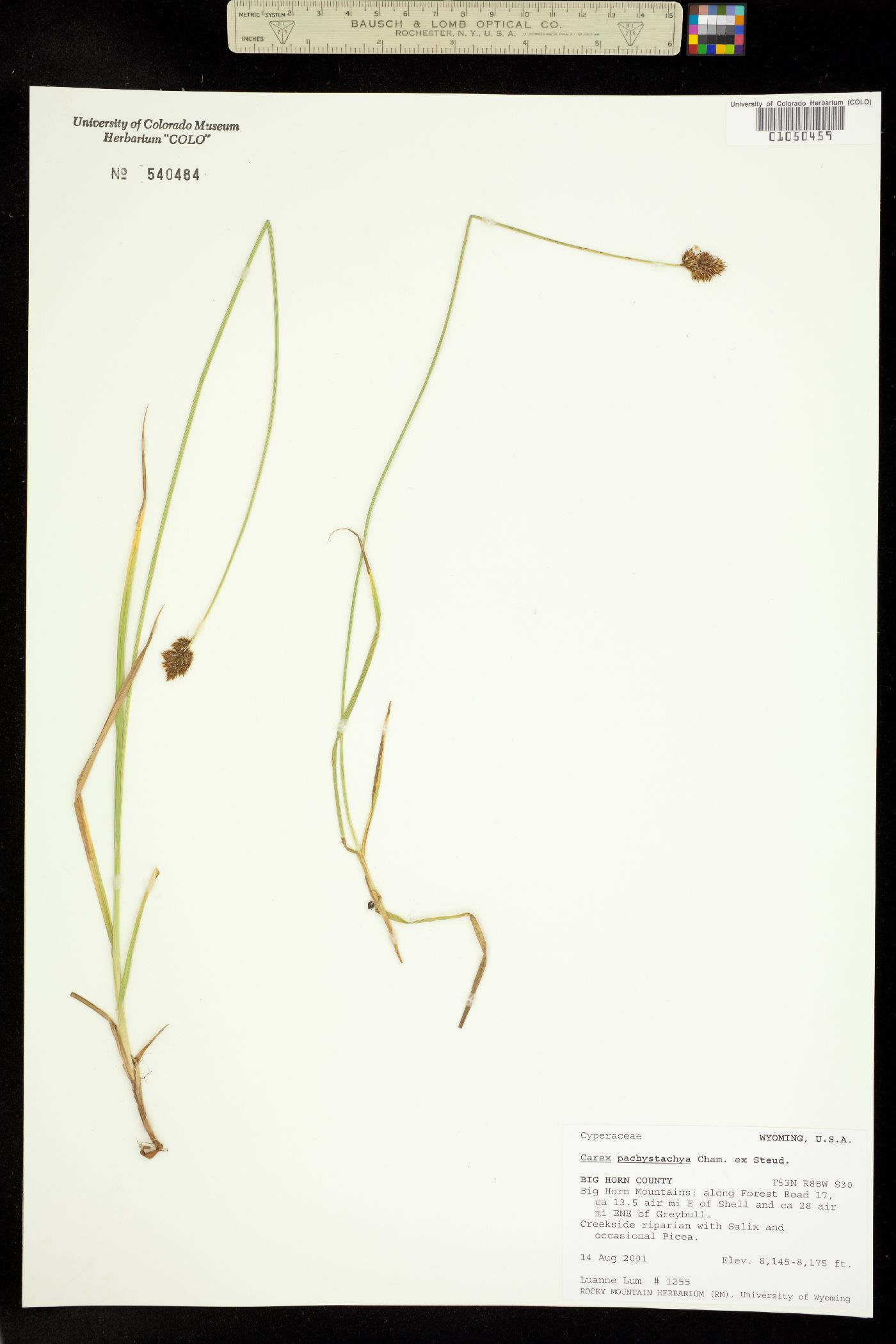 Carex pachystachya image