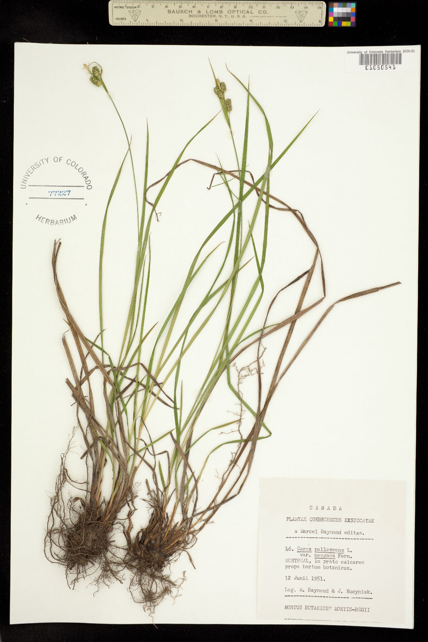 Carex pallescens image