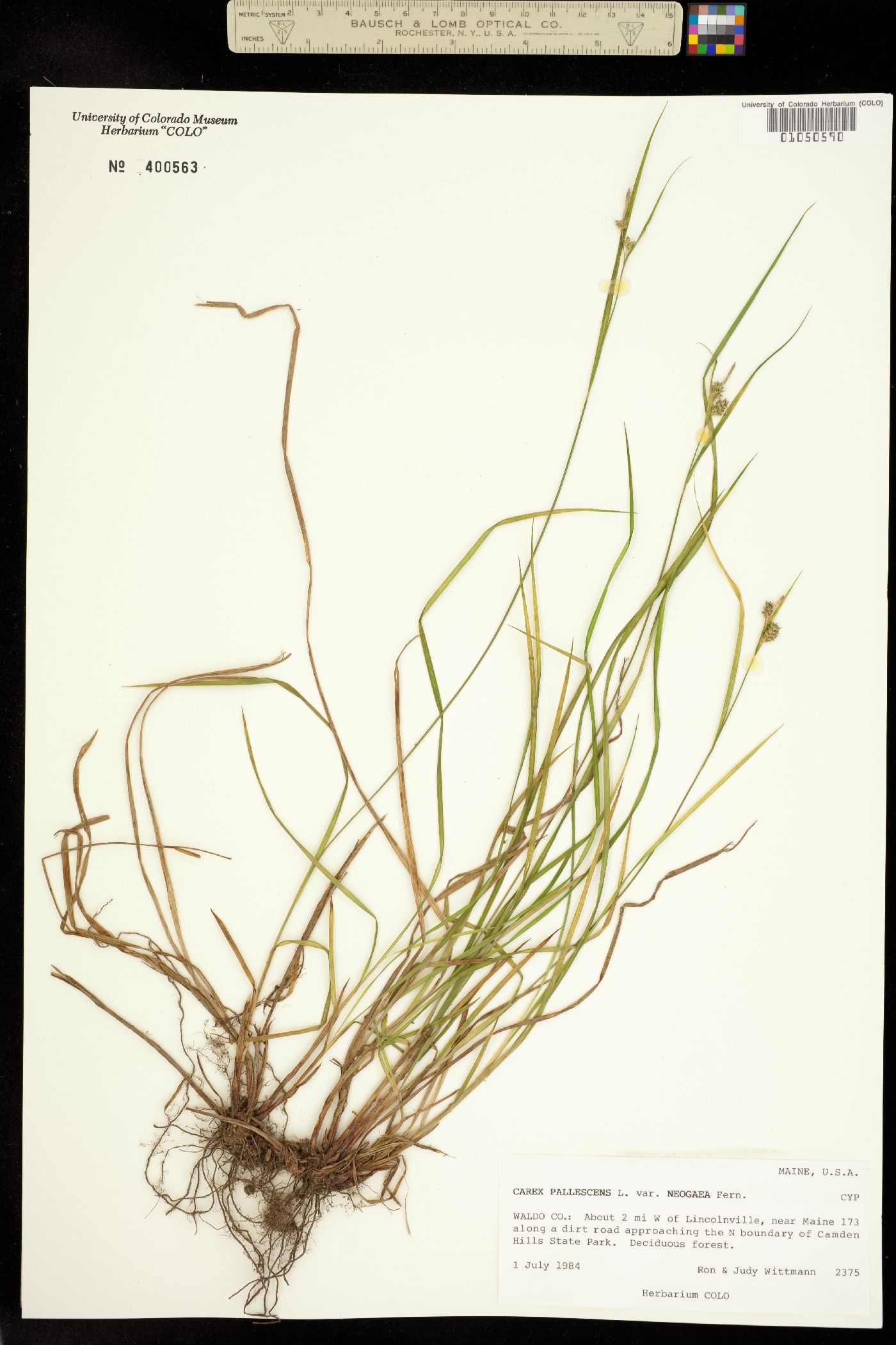 Carex pallescens image