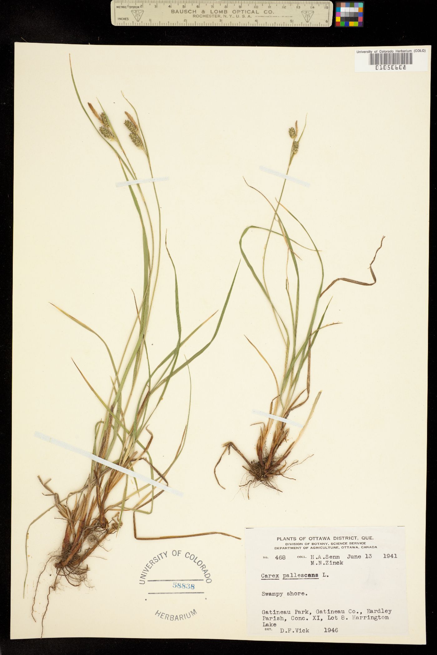 Carex pallescens image