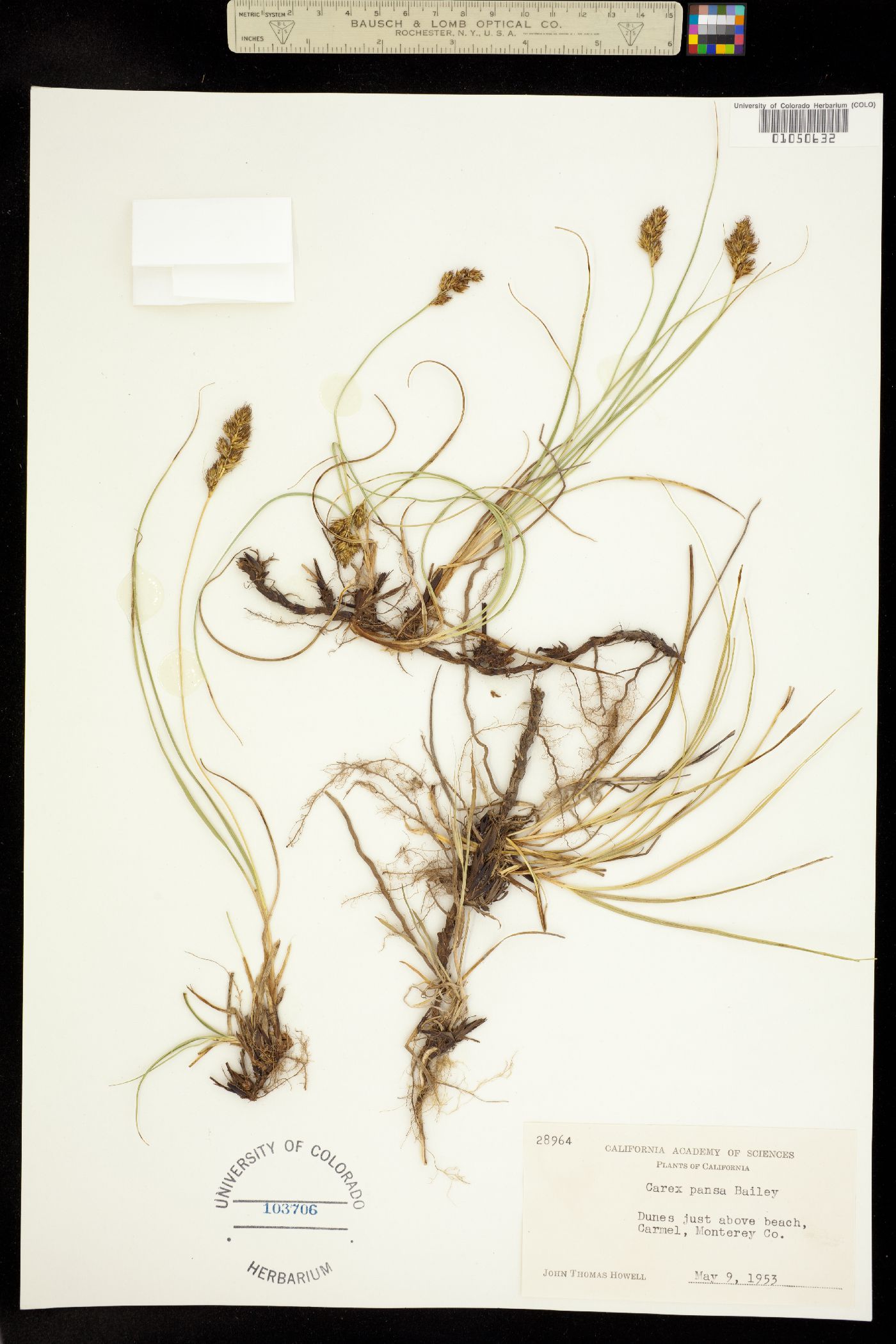 Carex pansa image