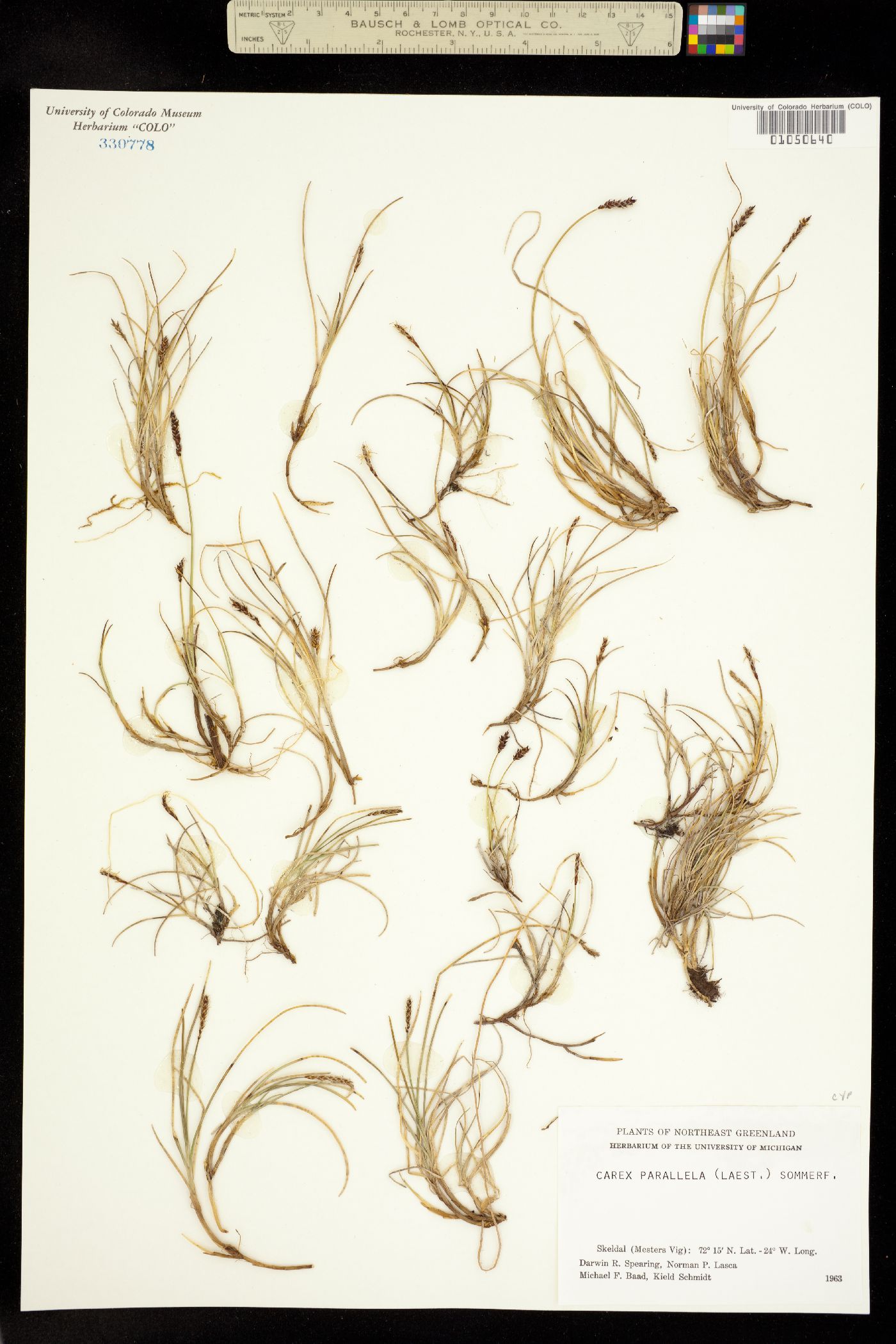 Carex parallela image
