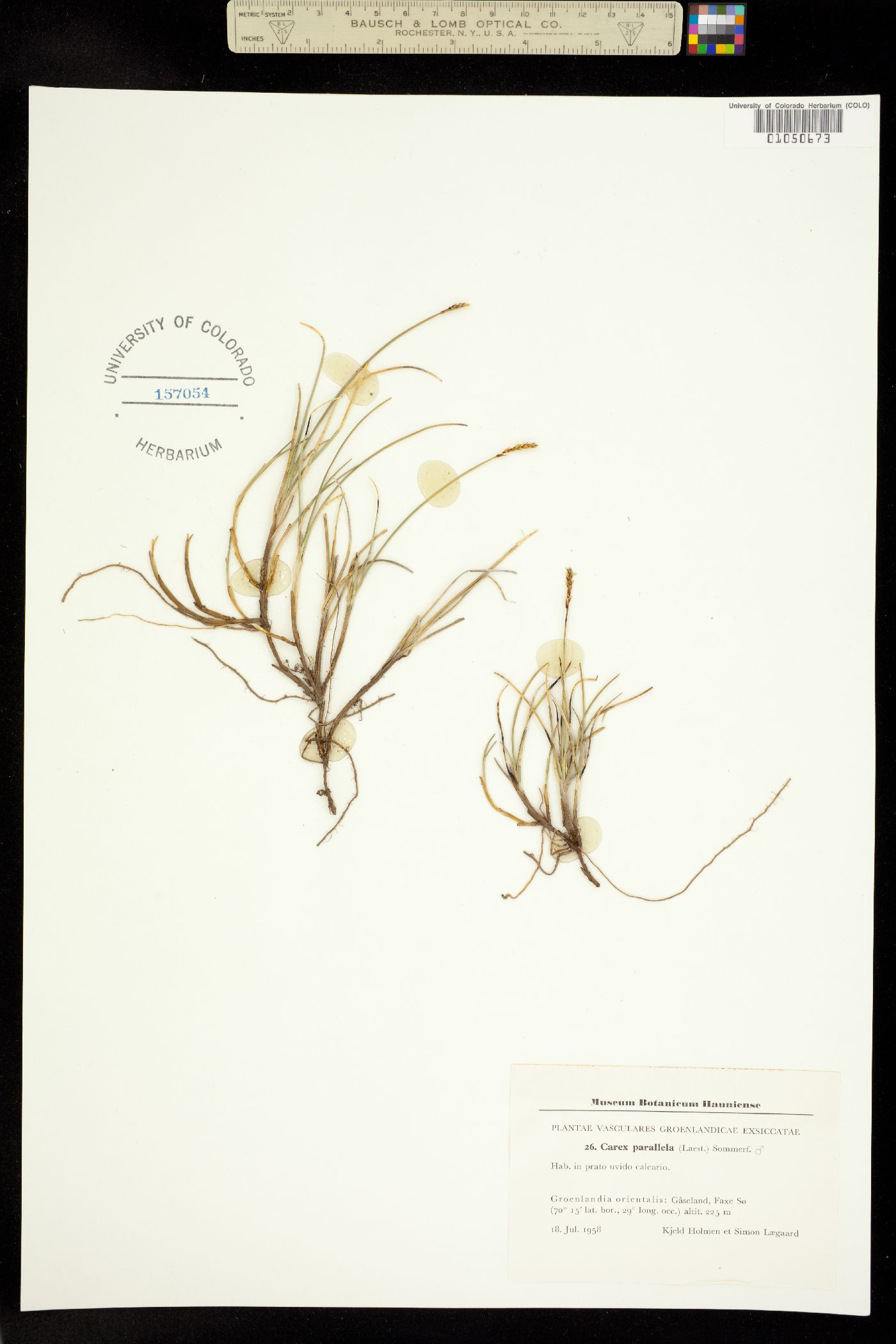 Carex parallela image