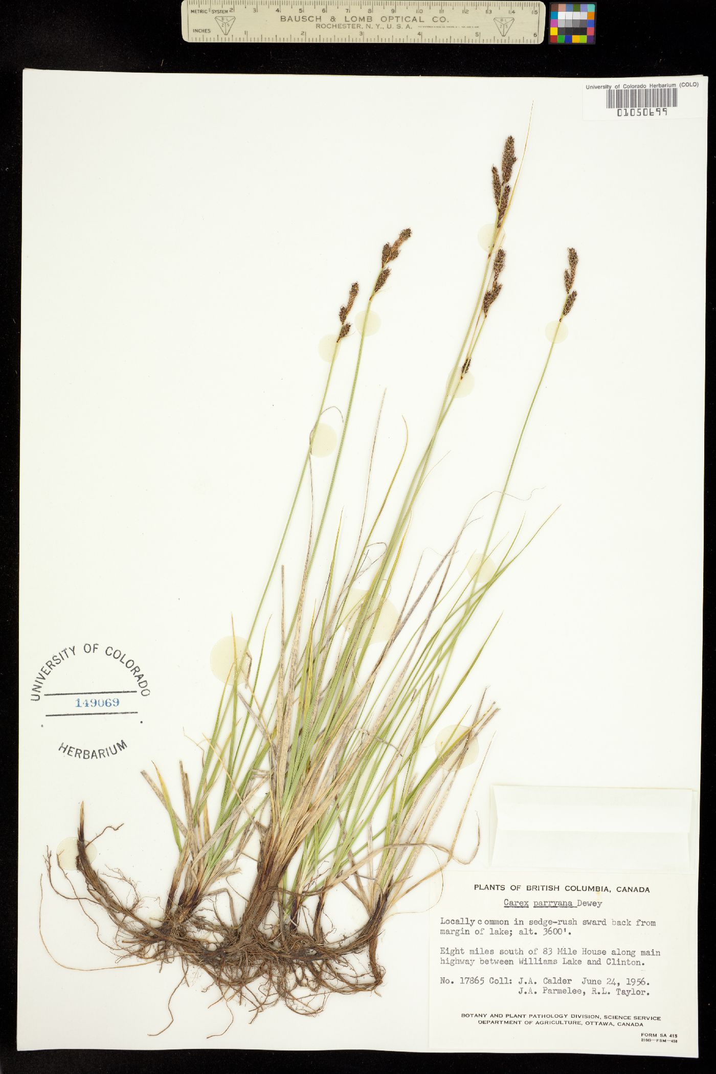 Carex parryana var. parryana image
