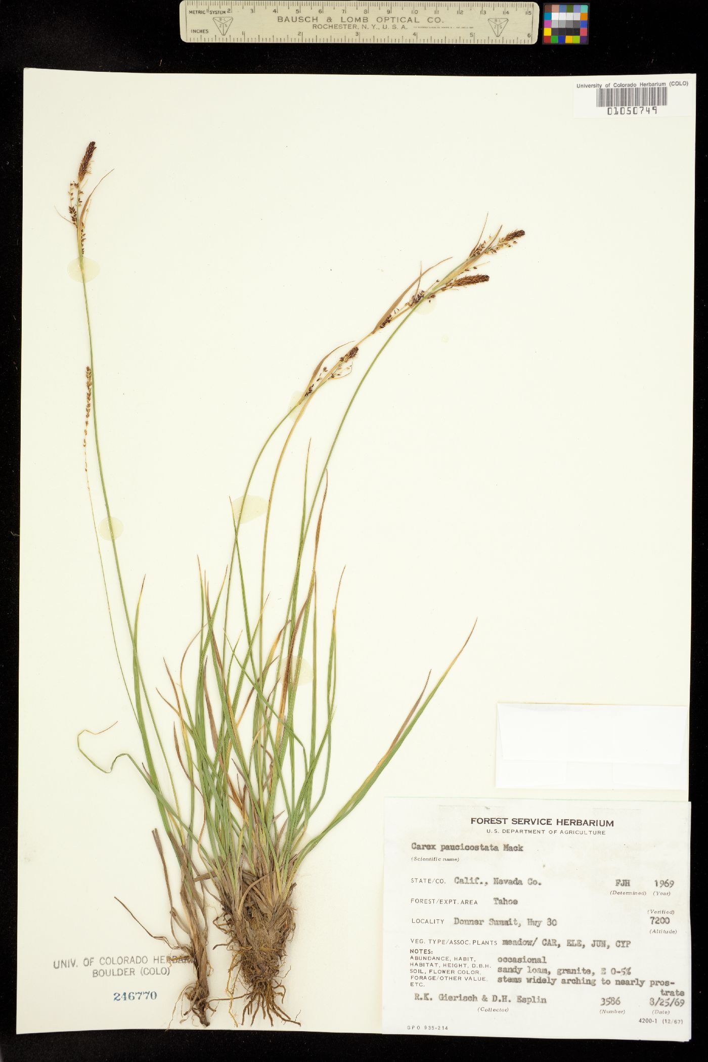 Carex lenticularis var. impressa image