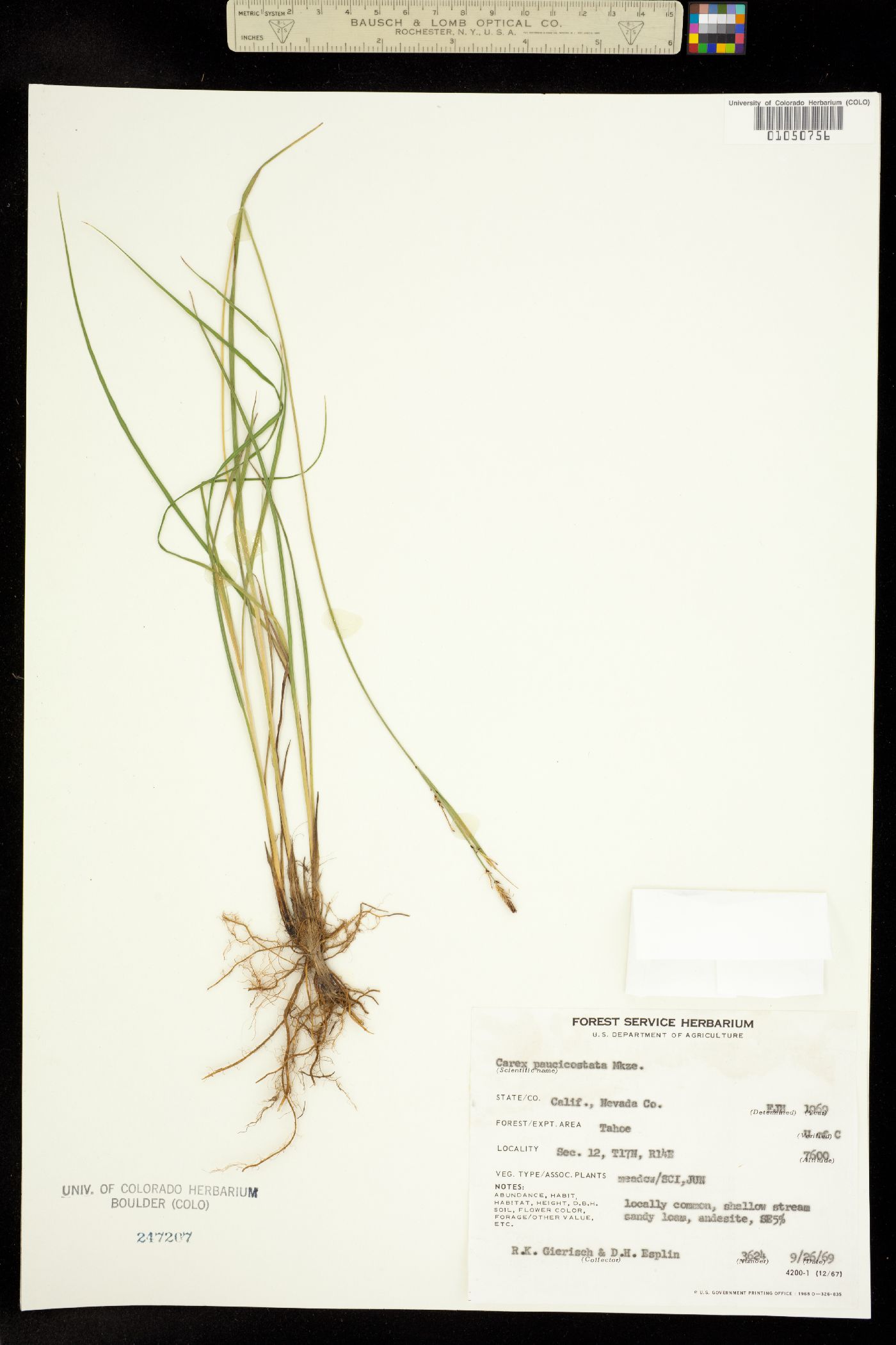 Carex lenticularis var. impressa image