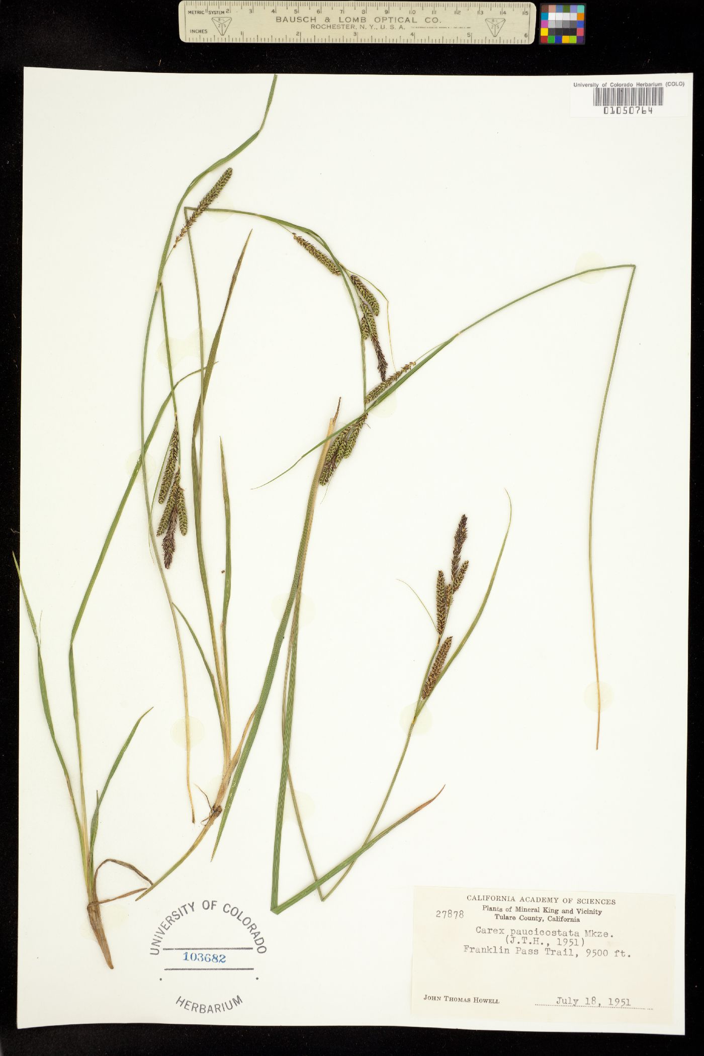 Carex lenticularis var. impressa image