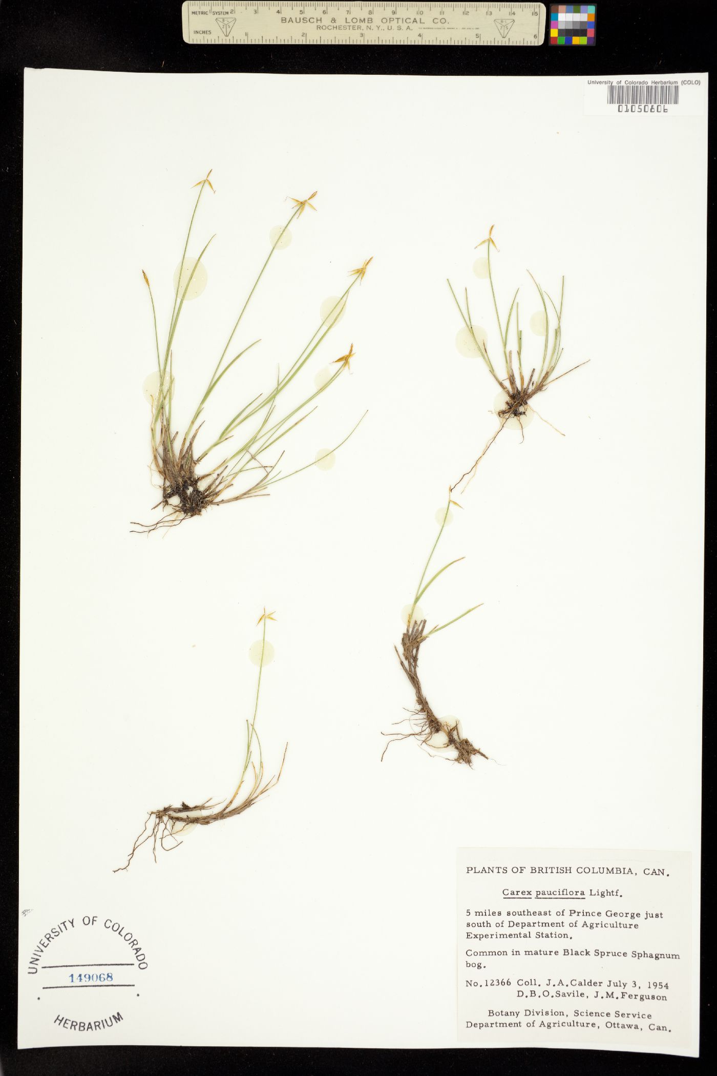 Carex pauciflora image
