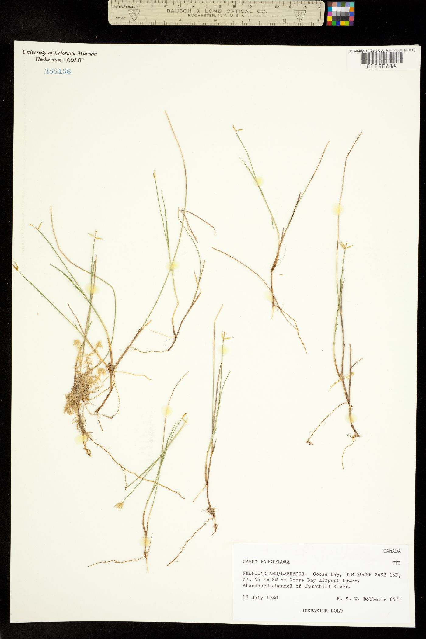 Carex pauciflora image