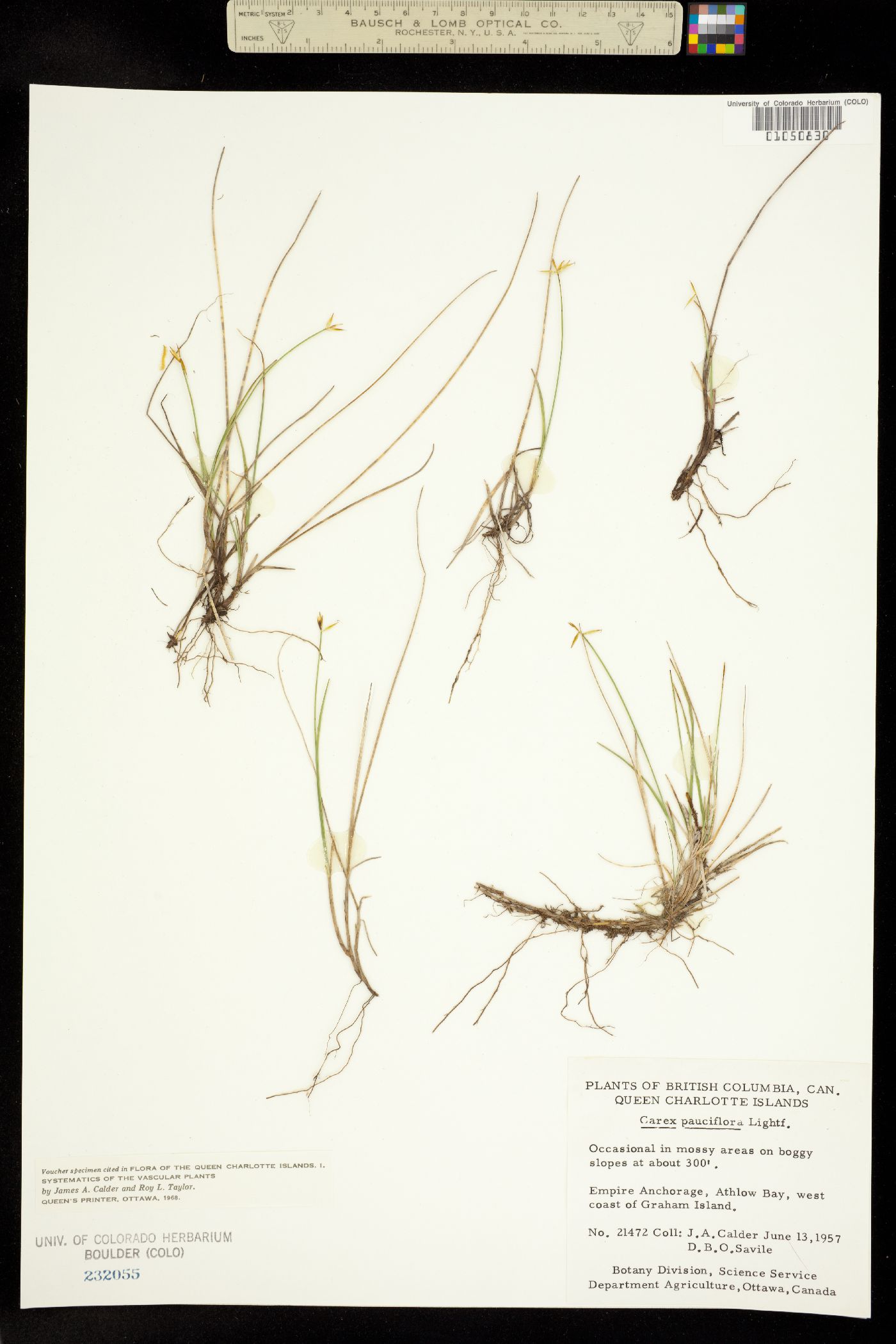 Carex pauciflora image