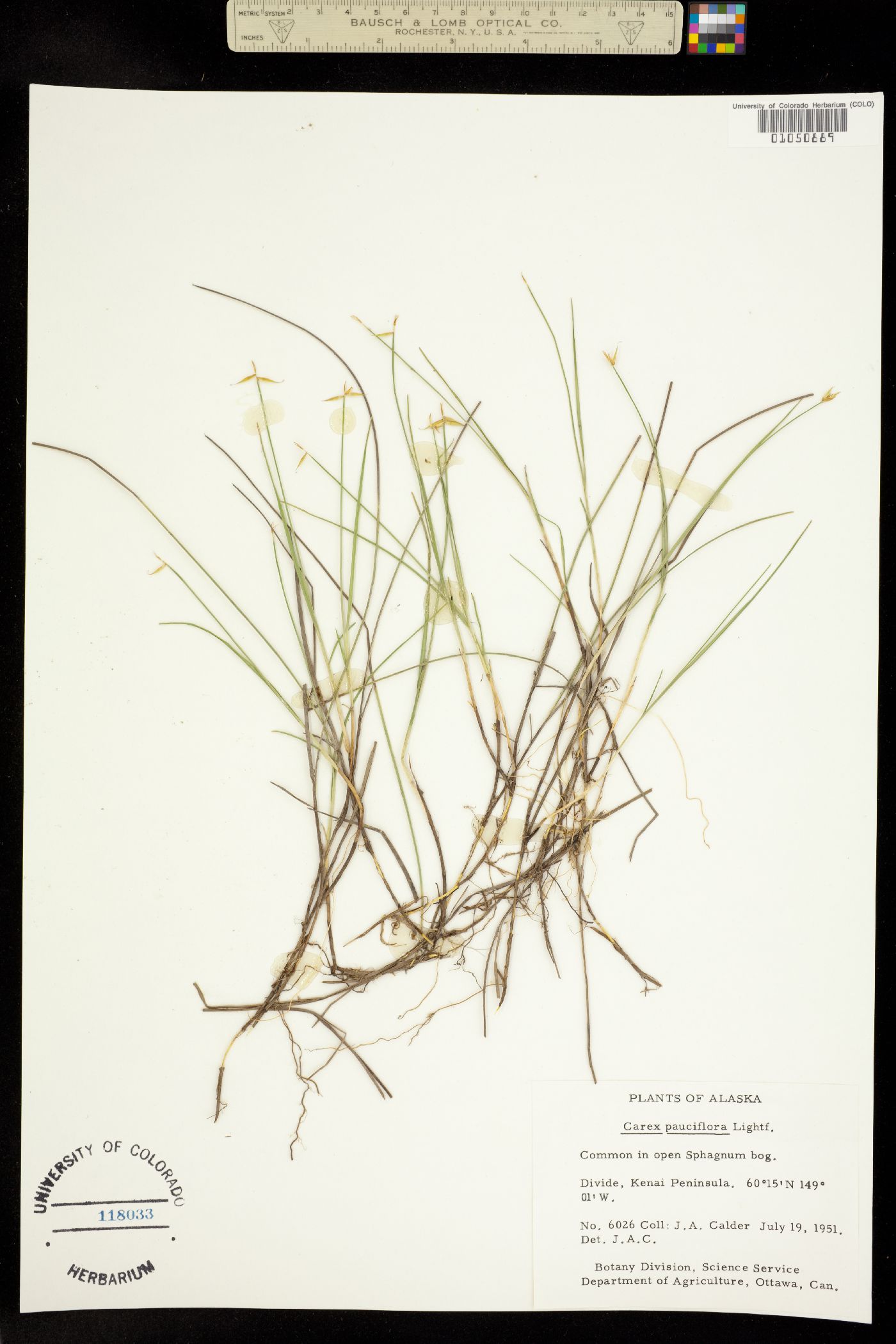 Carex pauciflora image