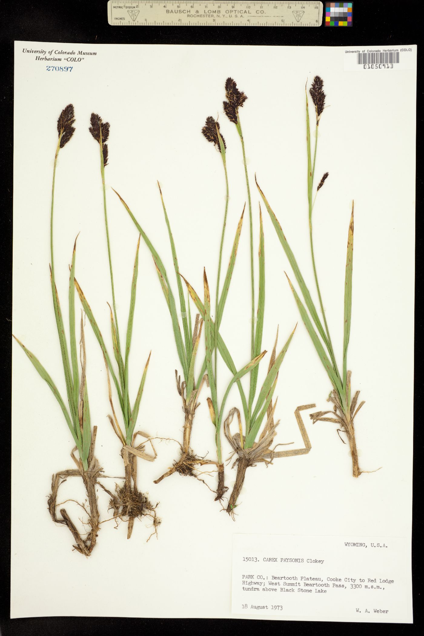 Carex paysonis image