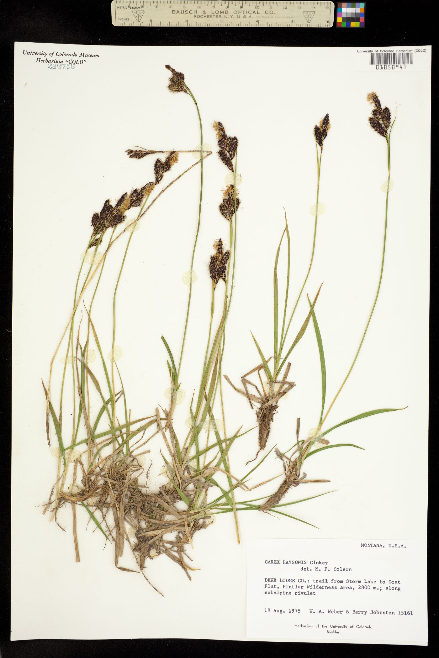 Carex paysonis image