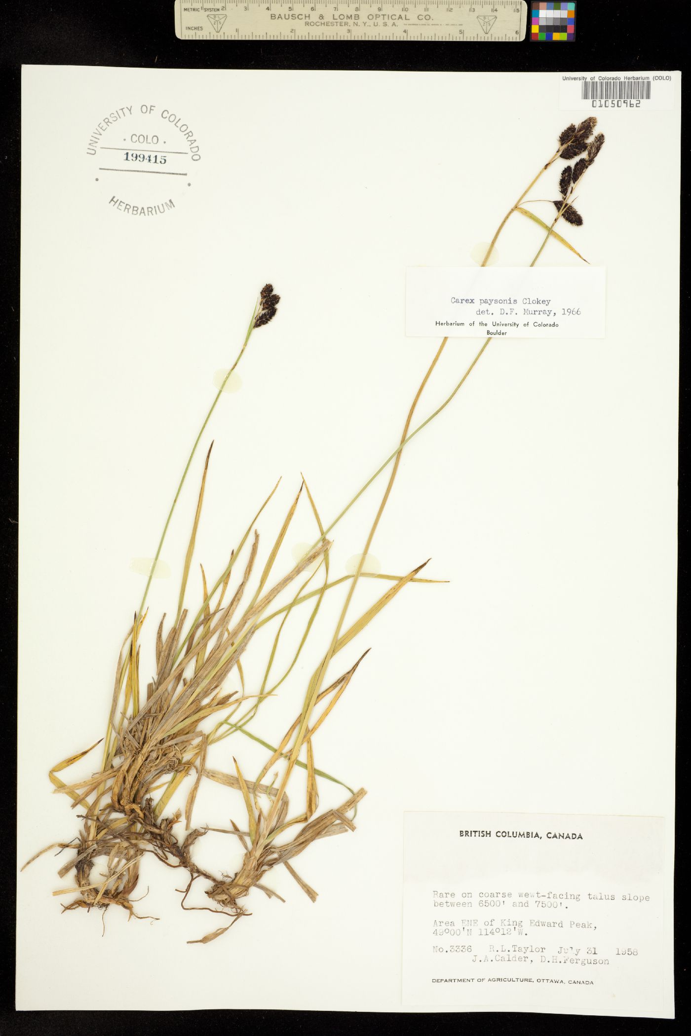Carex paysonis image