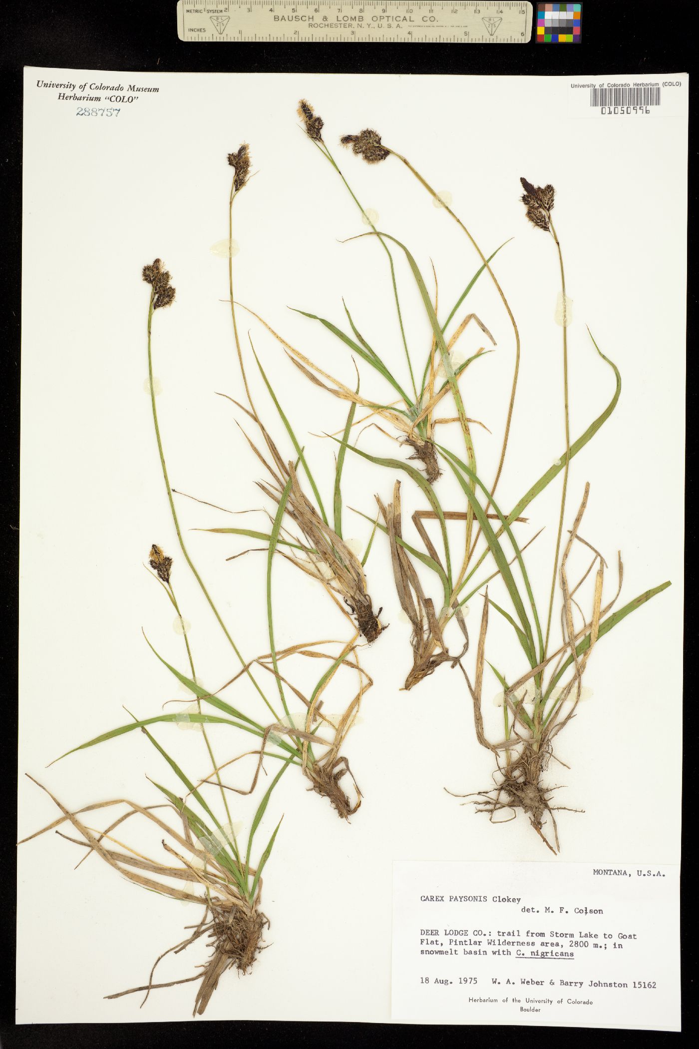 Carex paysonis image