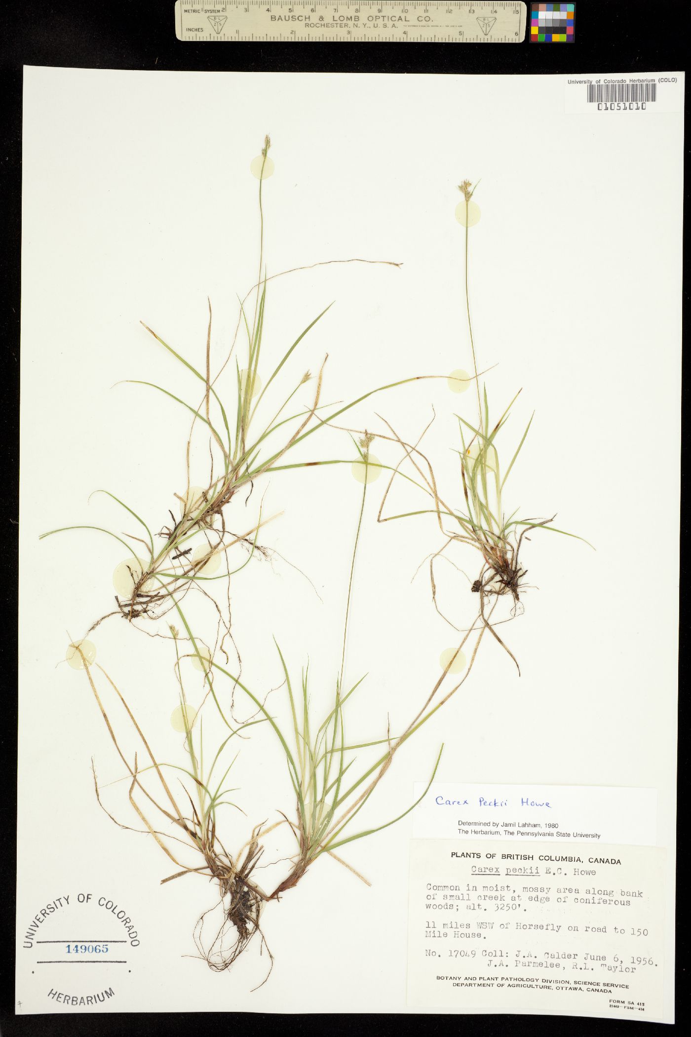 Carex peckii image