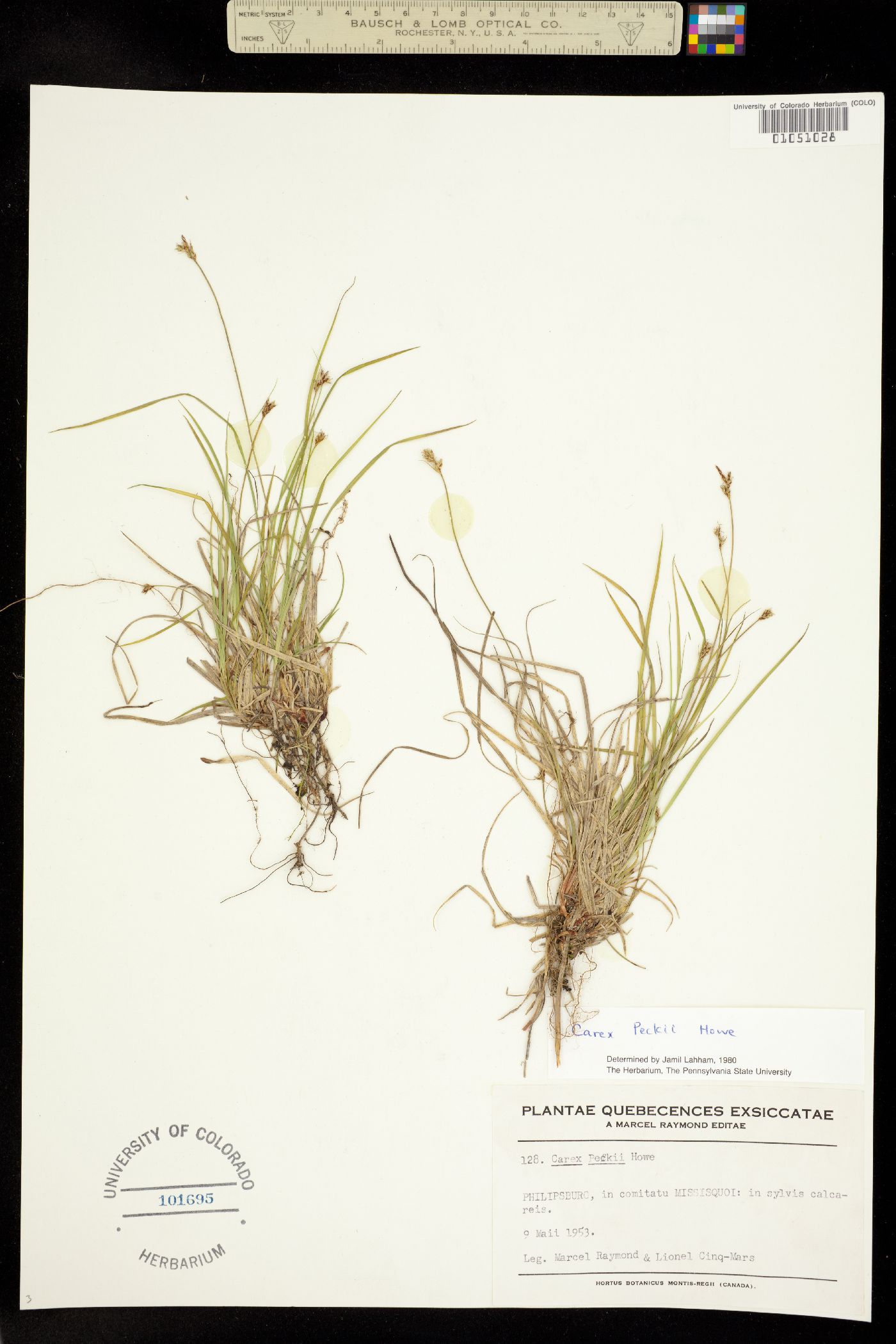 Carex peckii image