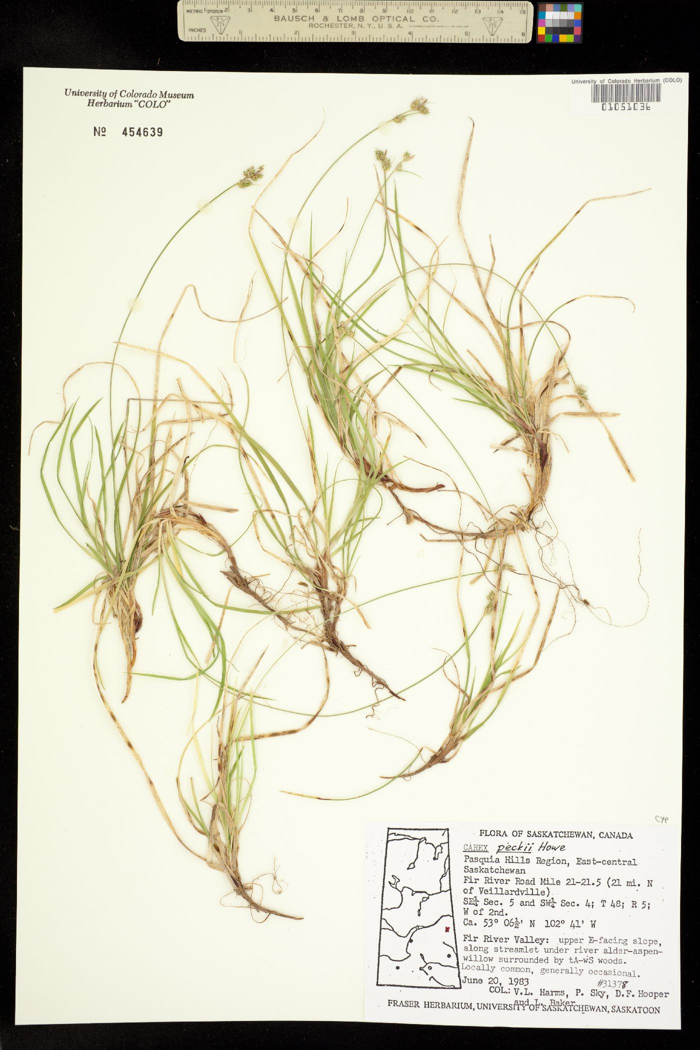 Carex peckii image